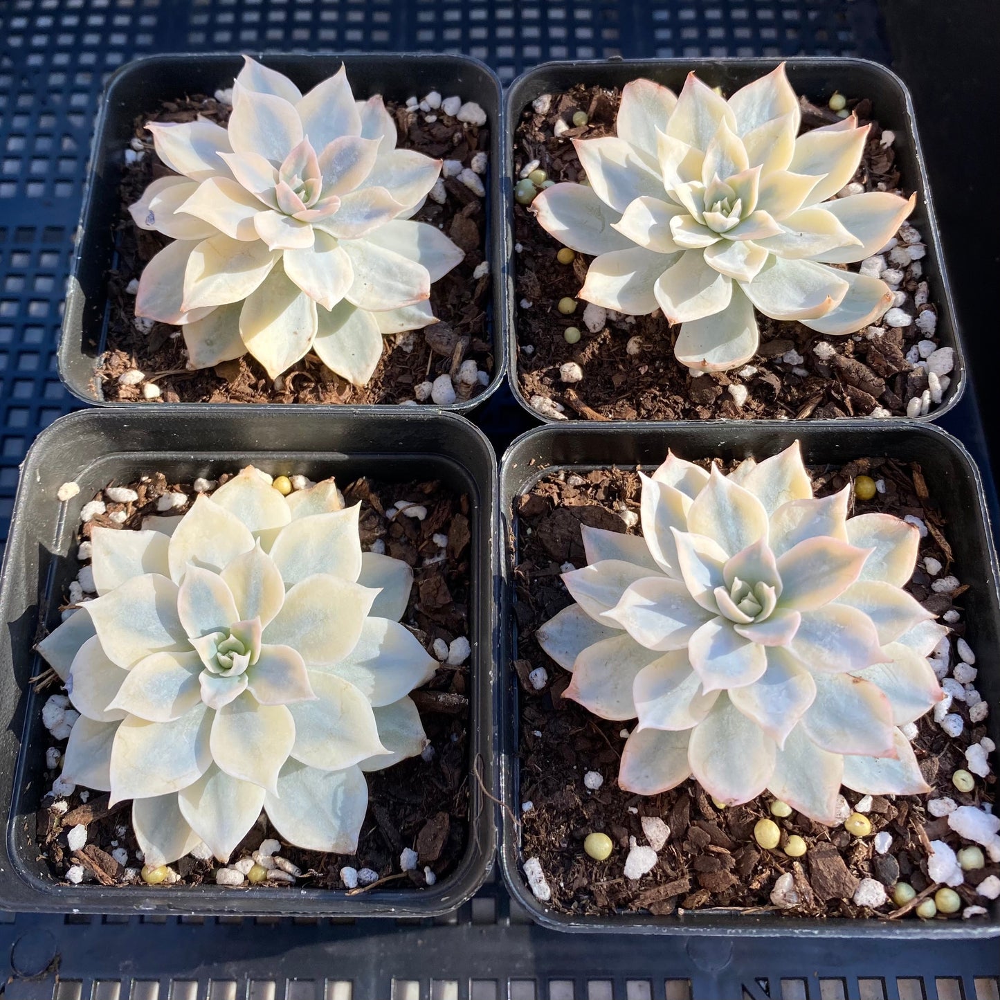 Echeveria subsessilis variegated