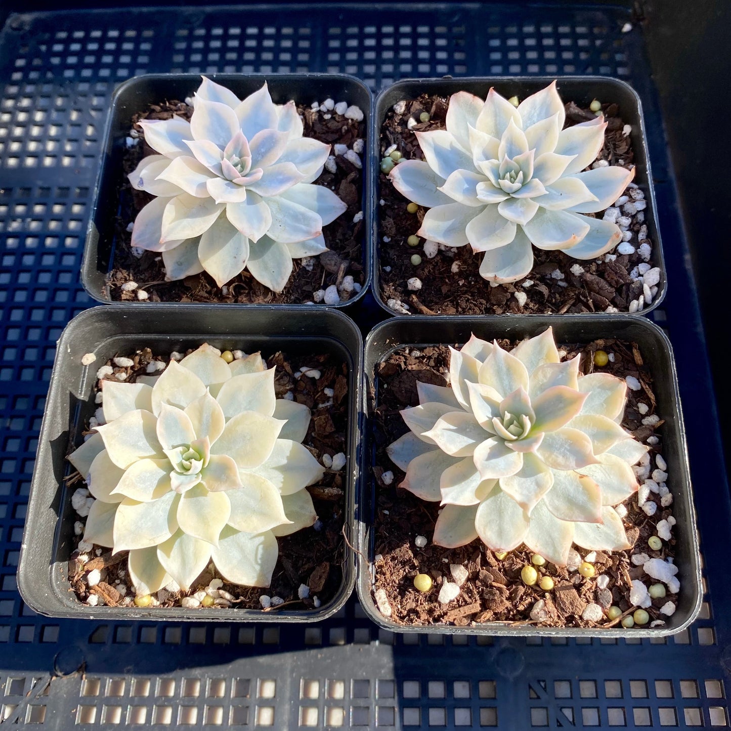 Echeveria subsessilis variegated