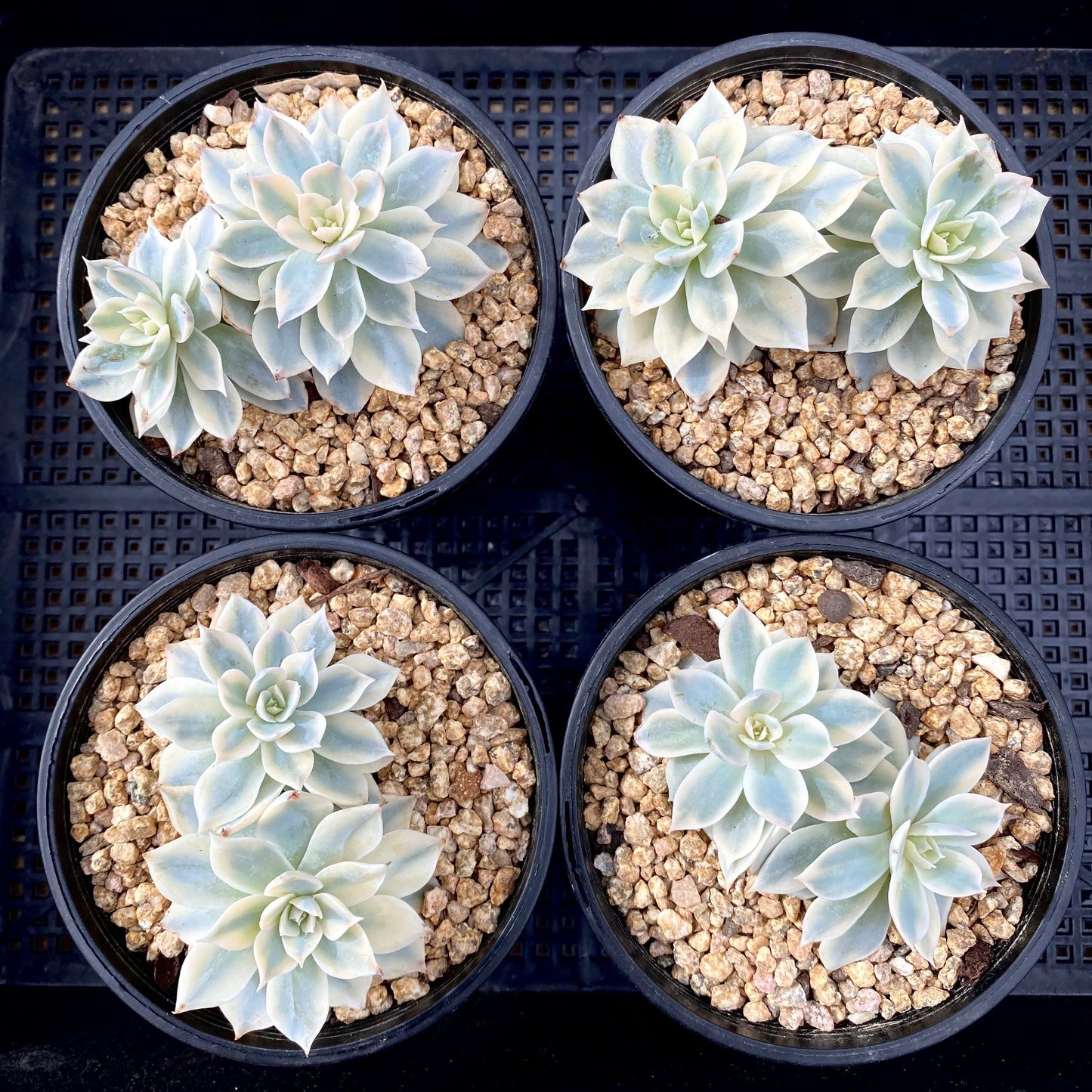 Echeveria subsessilis variegated
