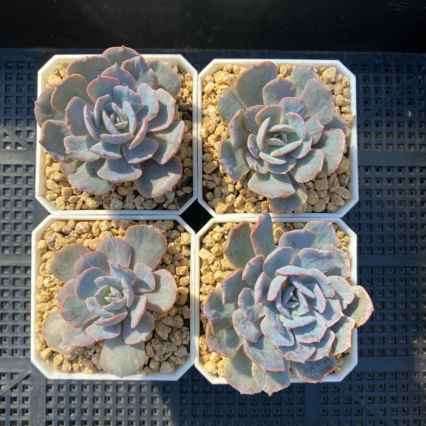 Echeveria subsessilis monstrose S