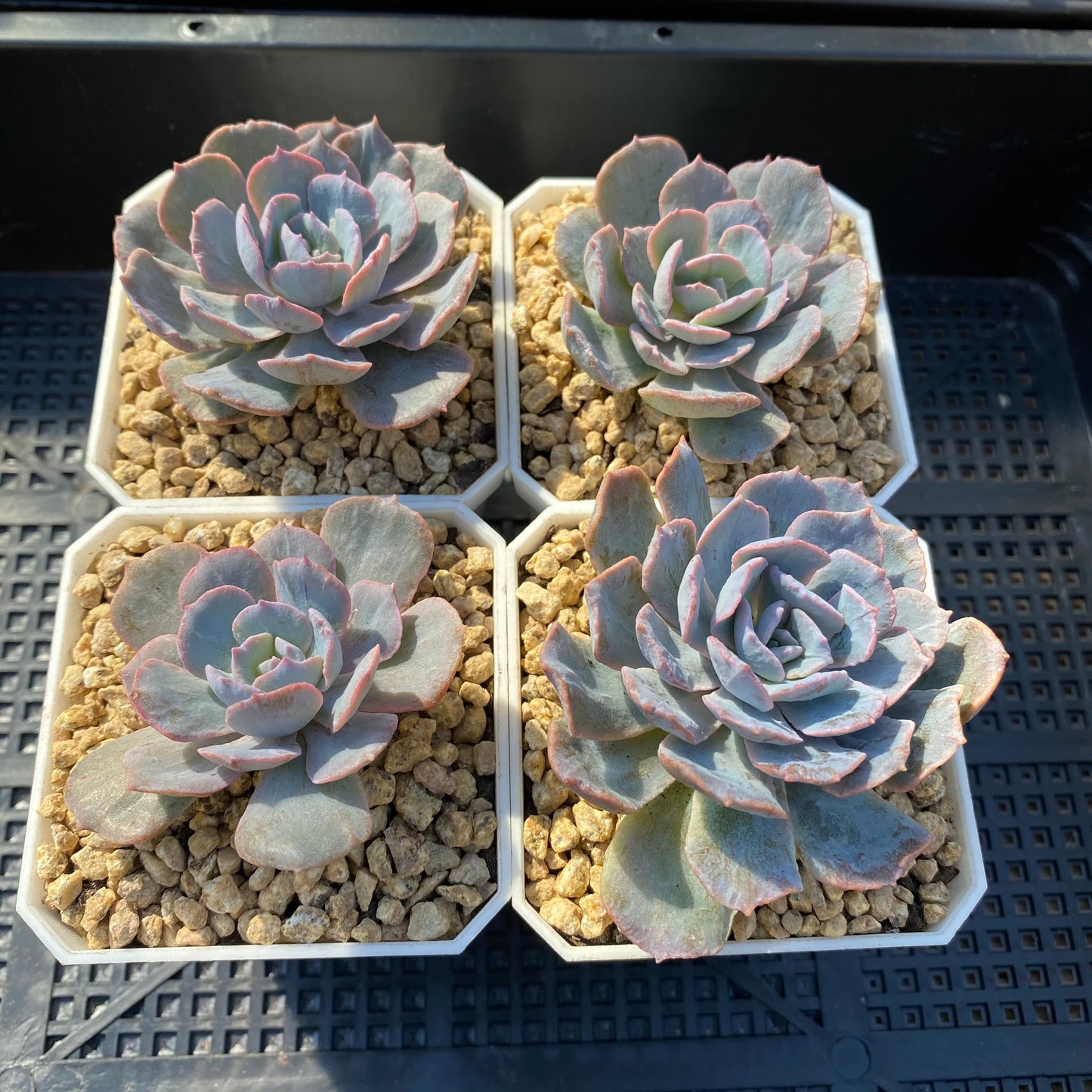 Echeveria subsessilis monstrose S