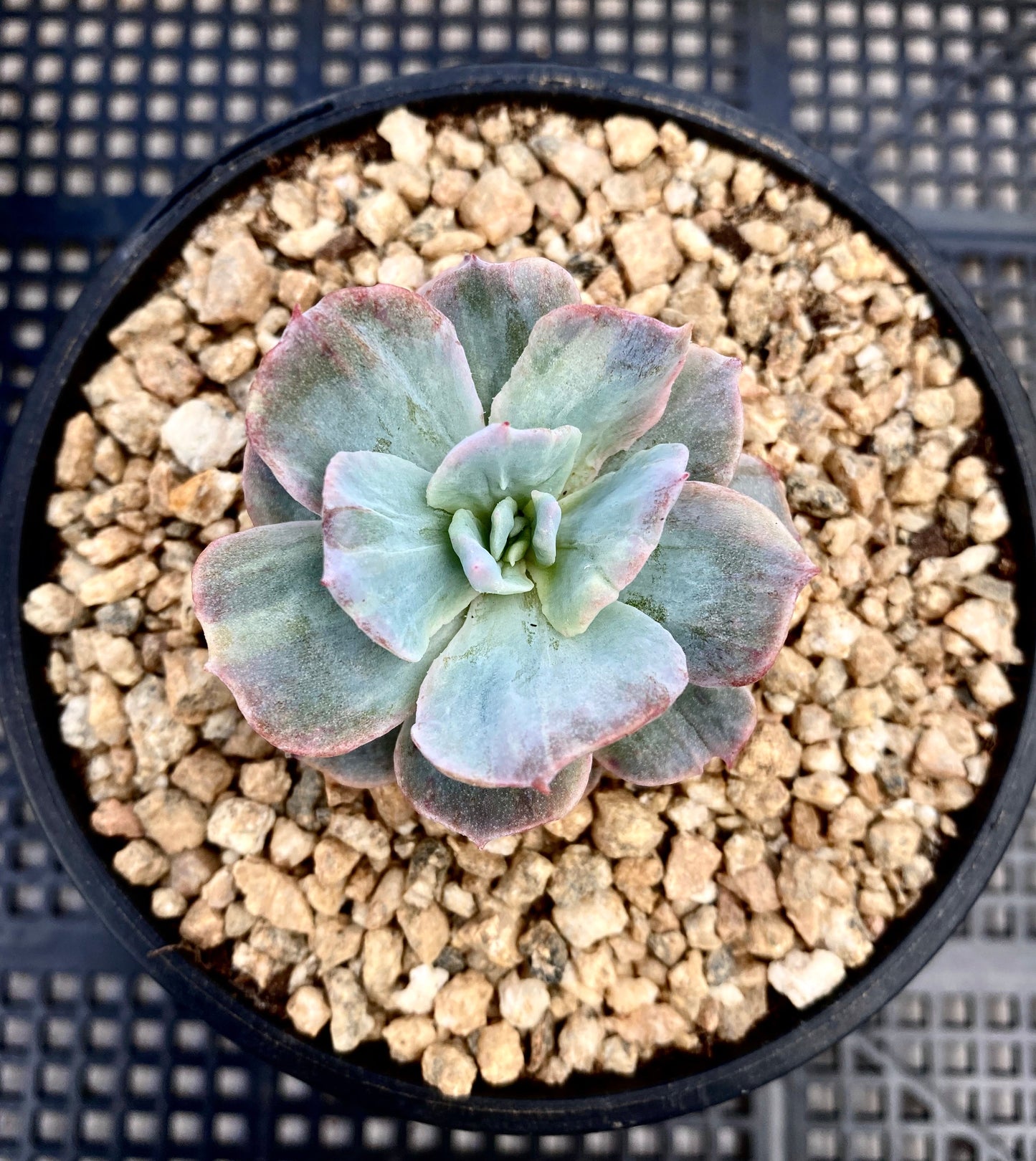 Echeveria subsessilis monstrose S