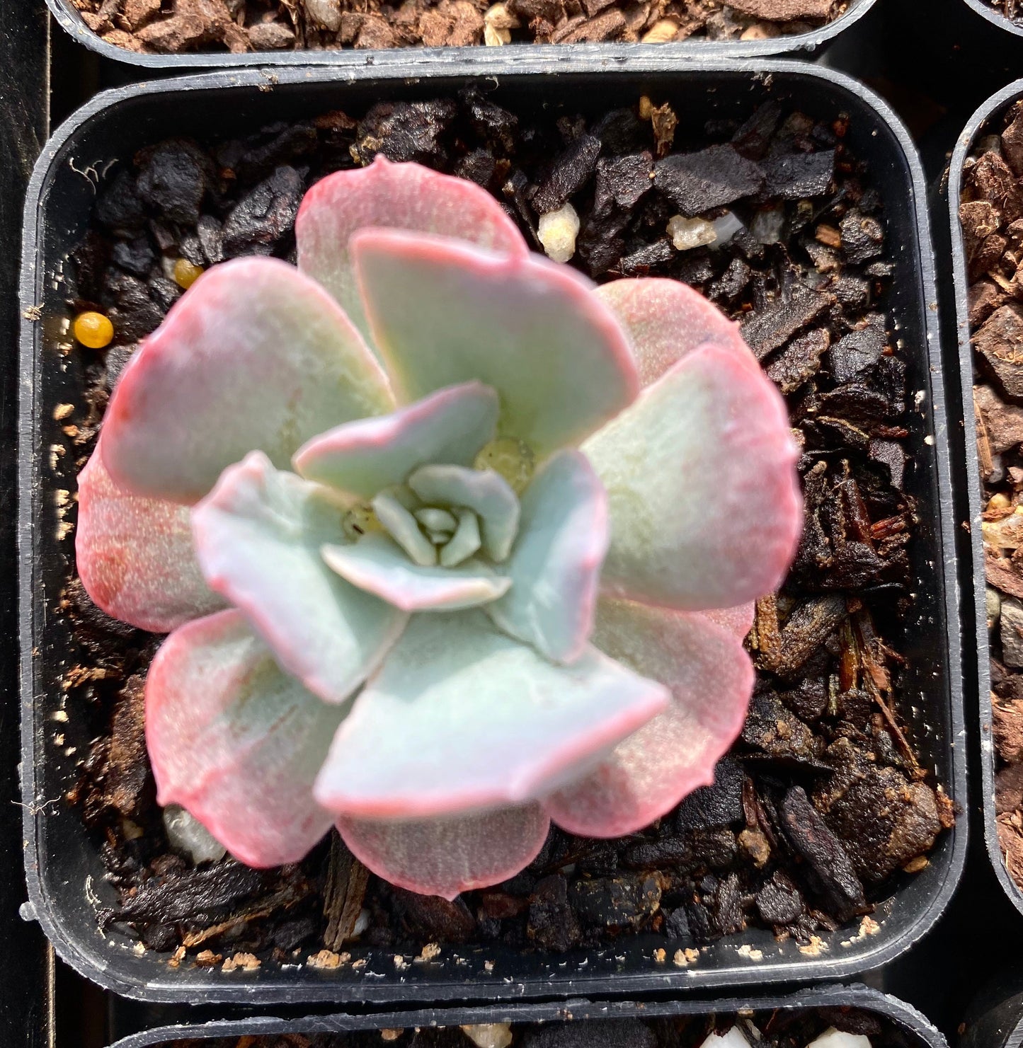 Echeveria subsessilis monstrose S