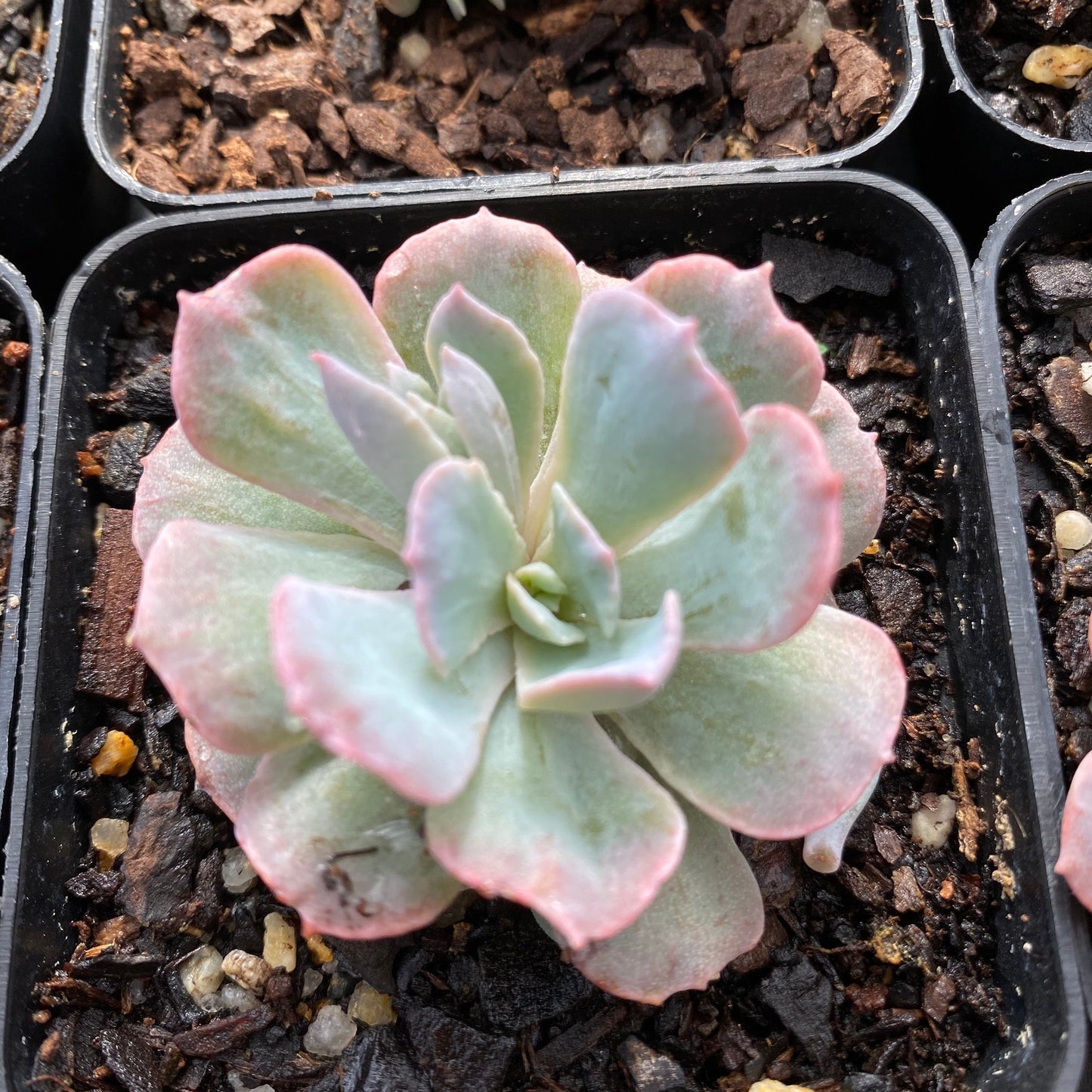 Echeveria subsessilis monstrose S