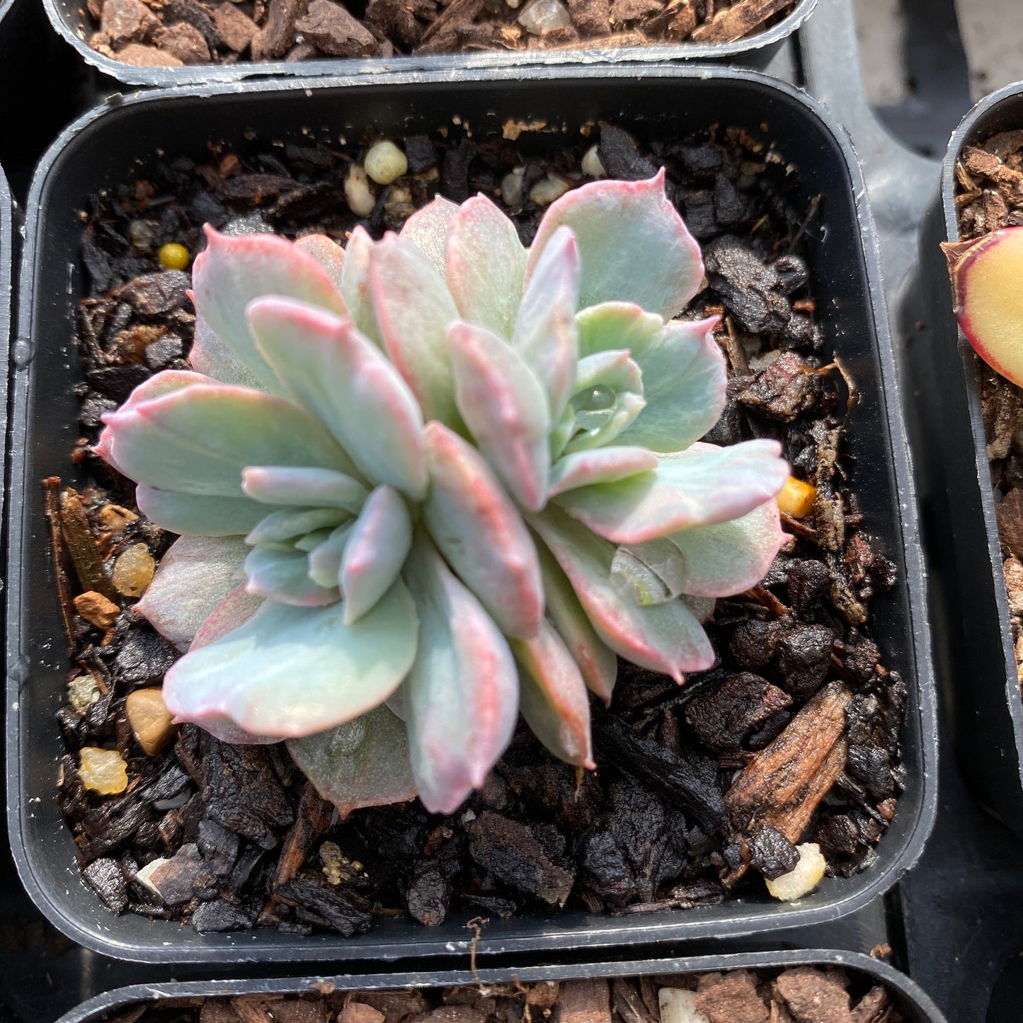 Echeveria subsessilis monstrose S