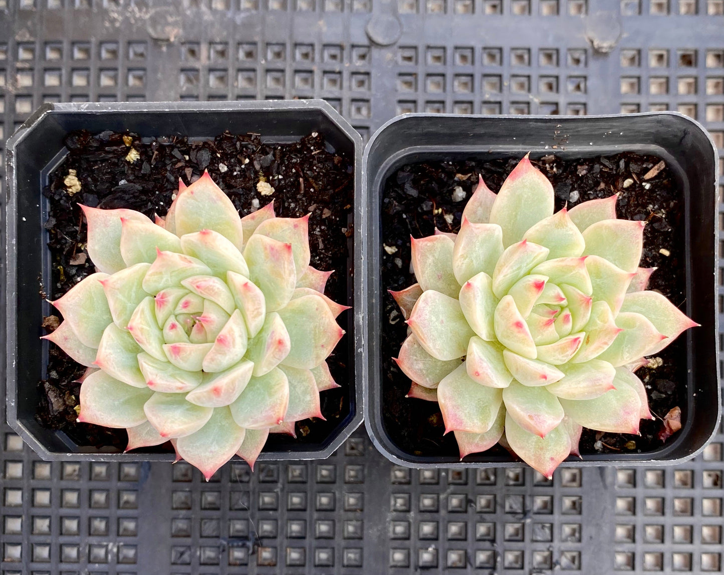 Echeveria tippy hybrid