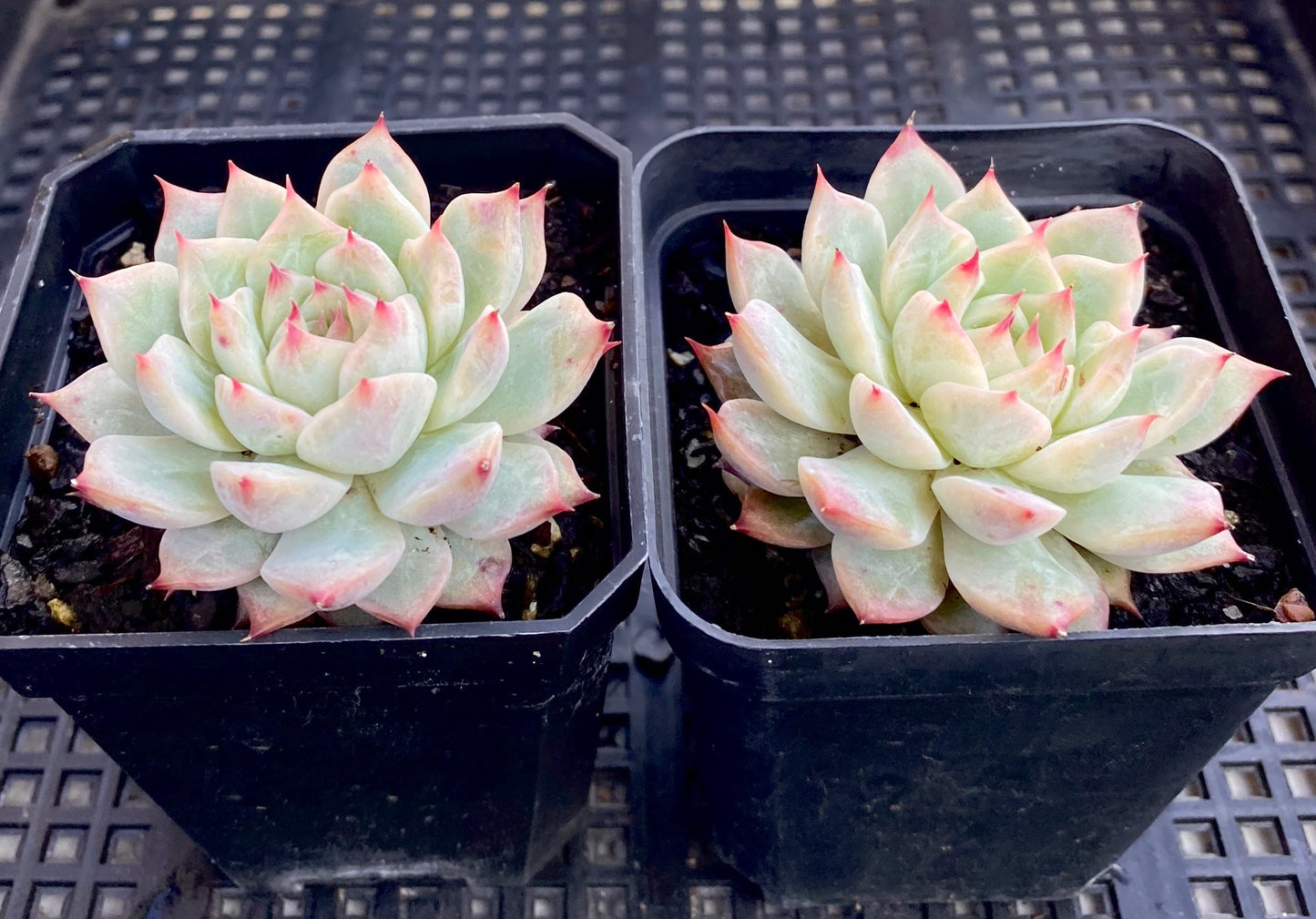 Echeveria tippy hybrid