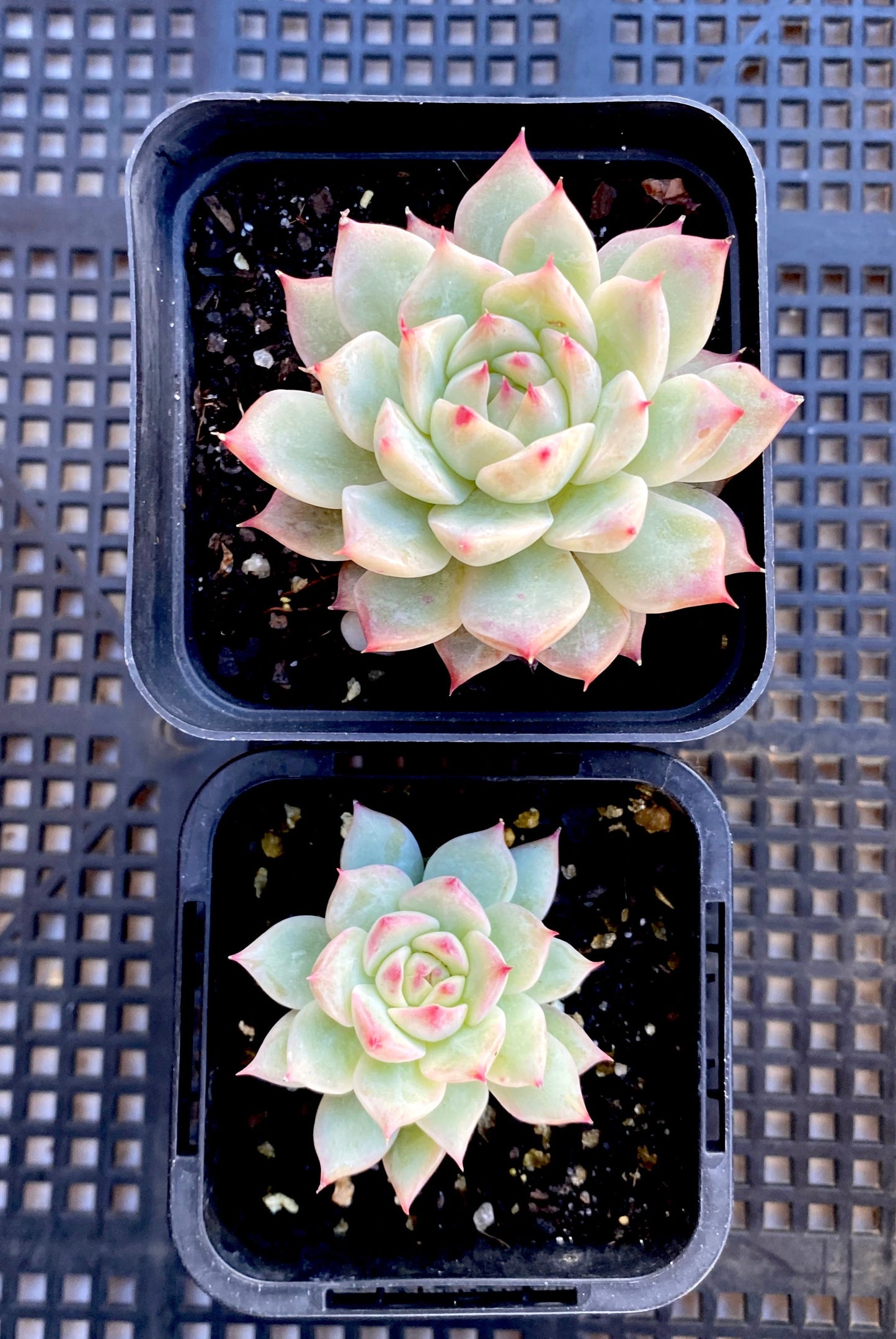 Echeveria tippy hybrid