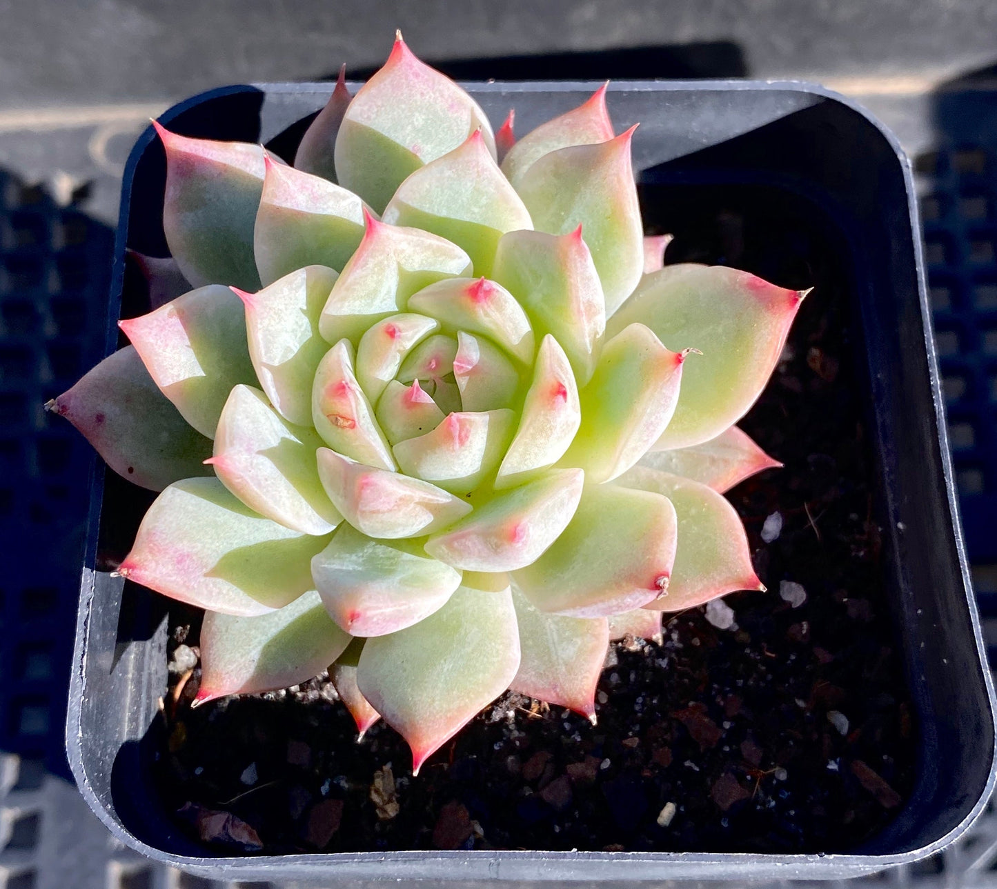 Echeveria tippy hybrid