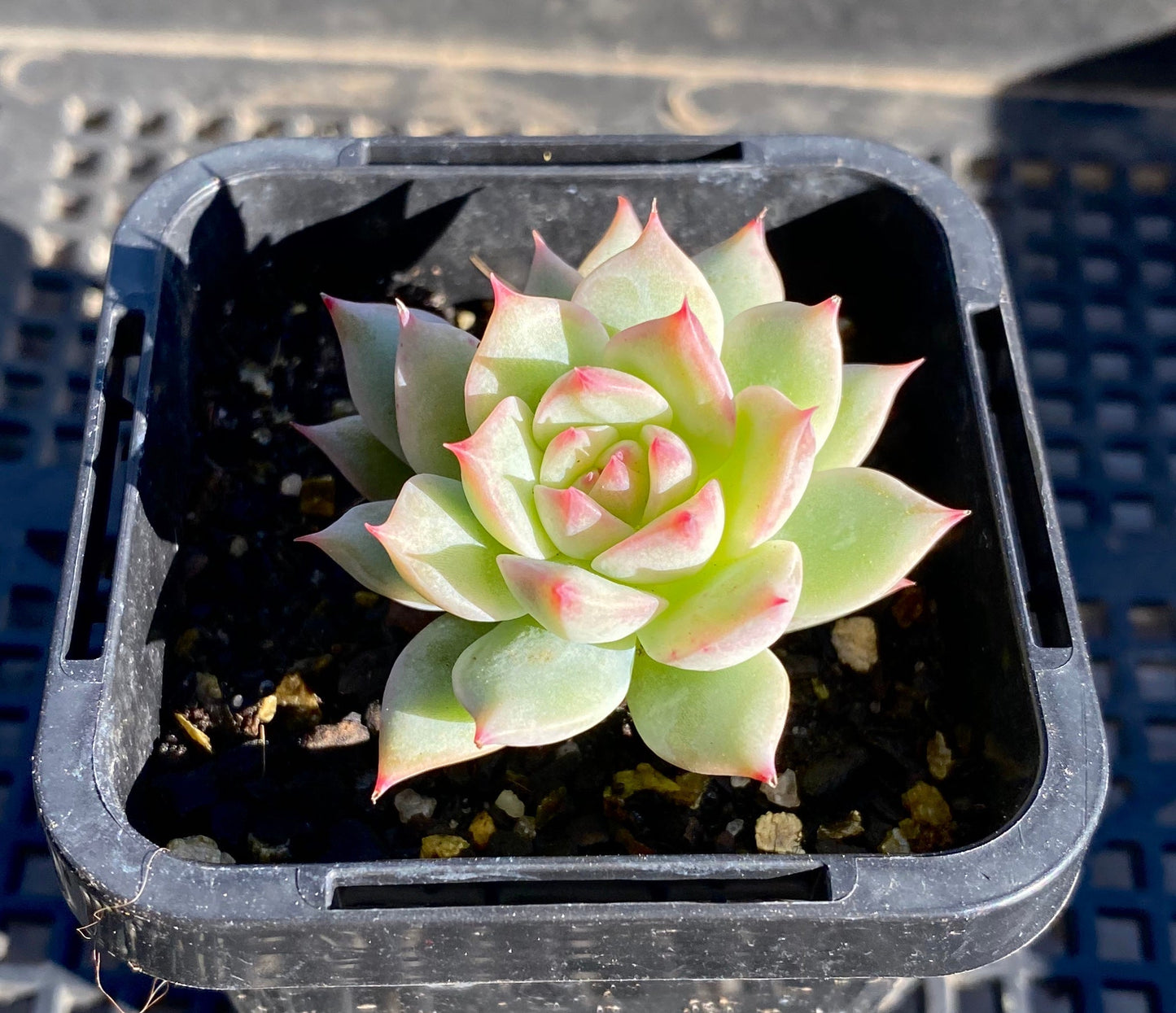 Echeveria tippy hybrid