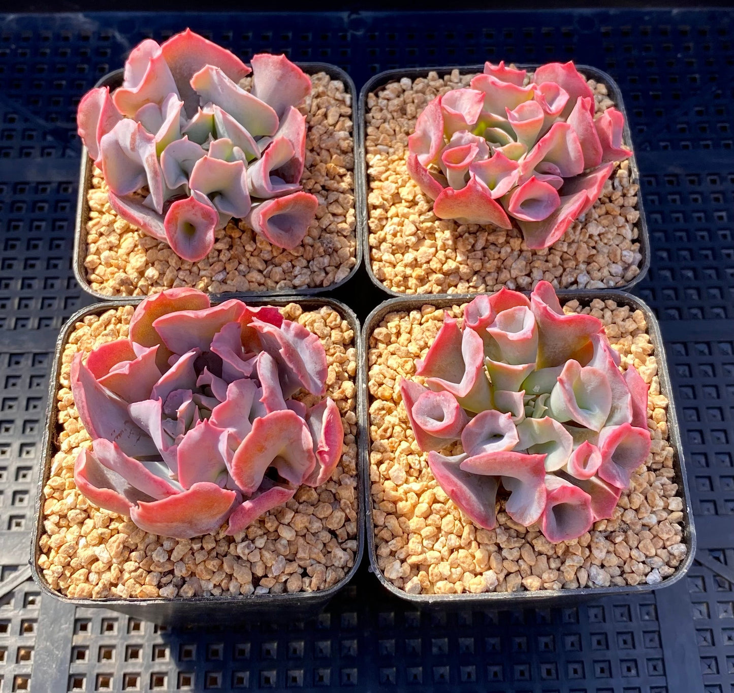 Echeveria trumpet pinky