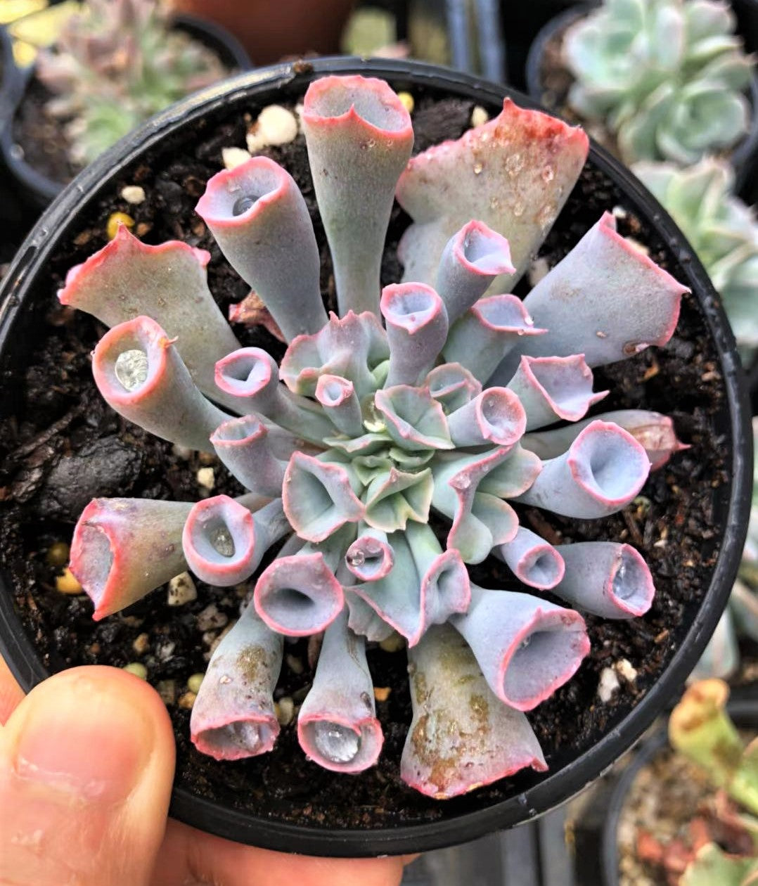 Echeveria trumpet pinky
