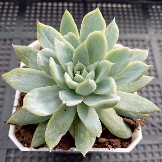 Echeveria violet queen monstrose