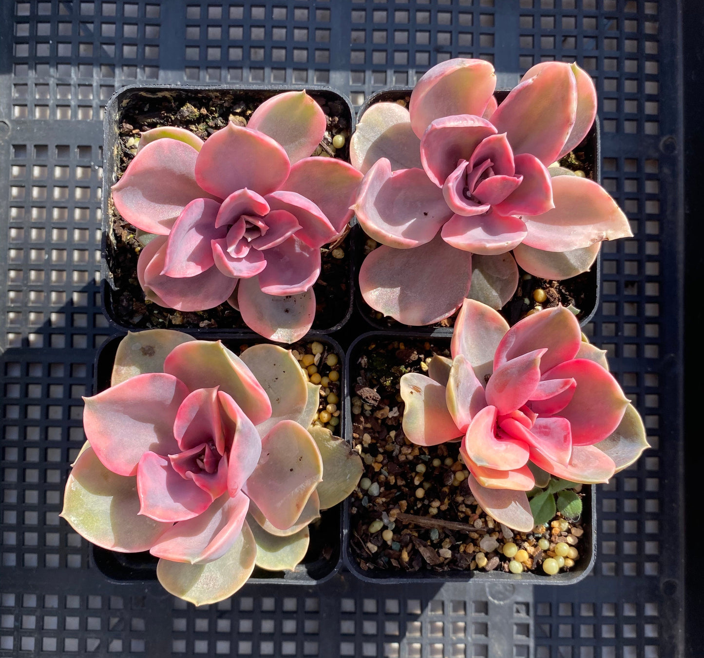 Echeveria west rainbow