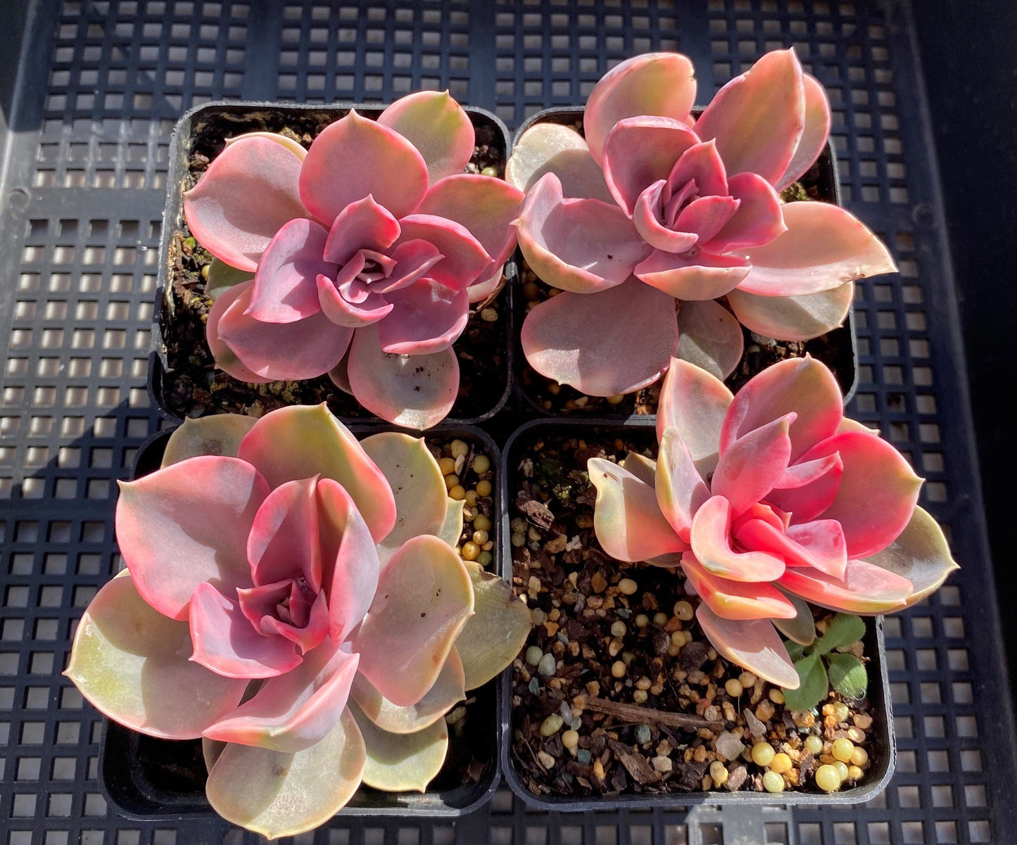 Echeveria west rainbow