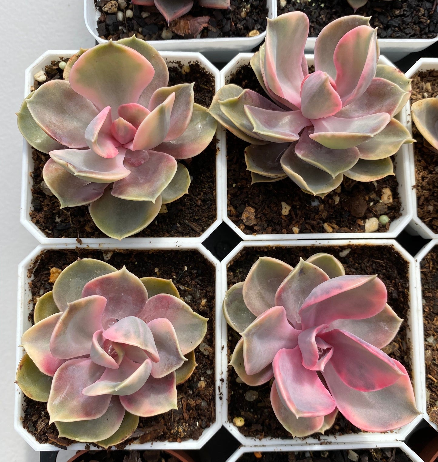 Echeveria west rainbow