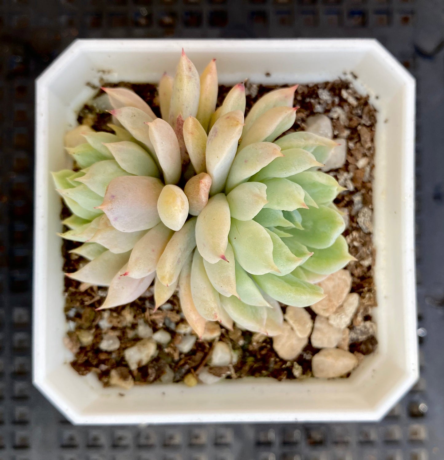 Echeveria white line
