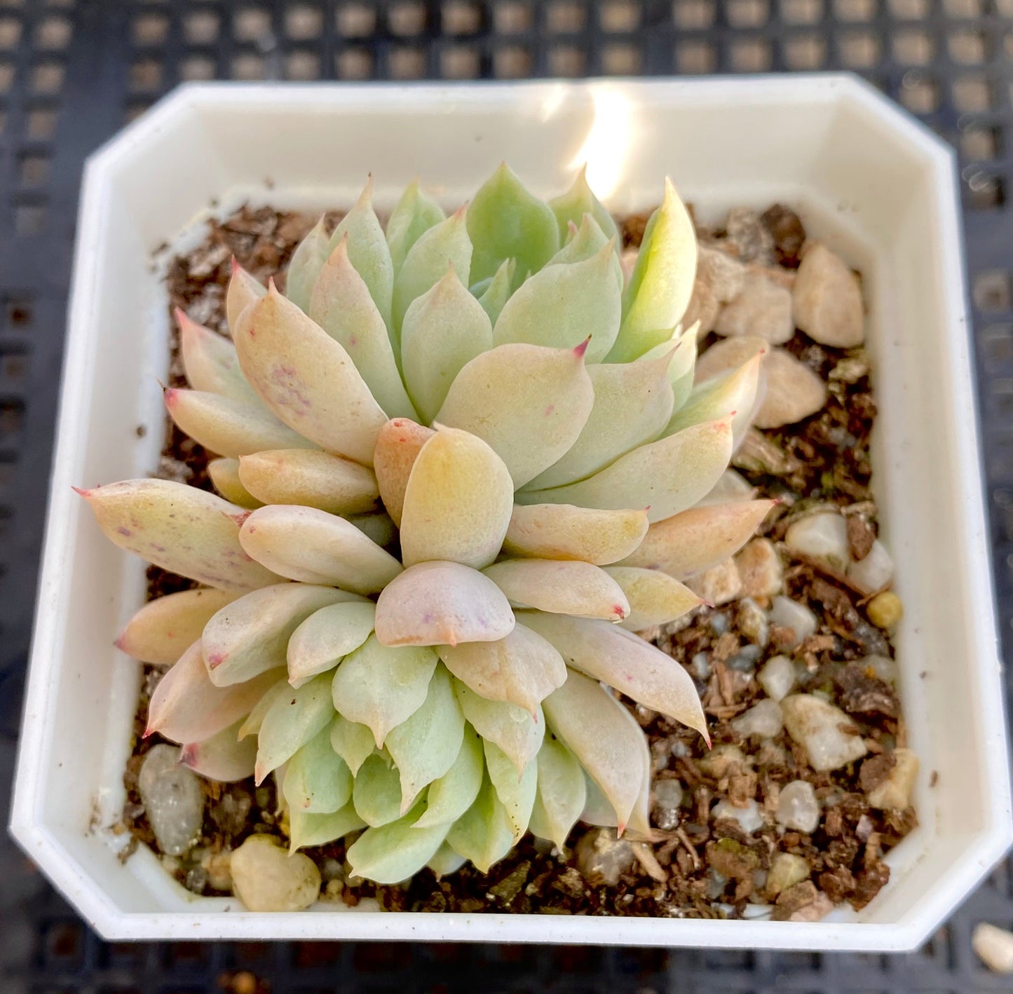 Echeveria white line