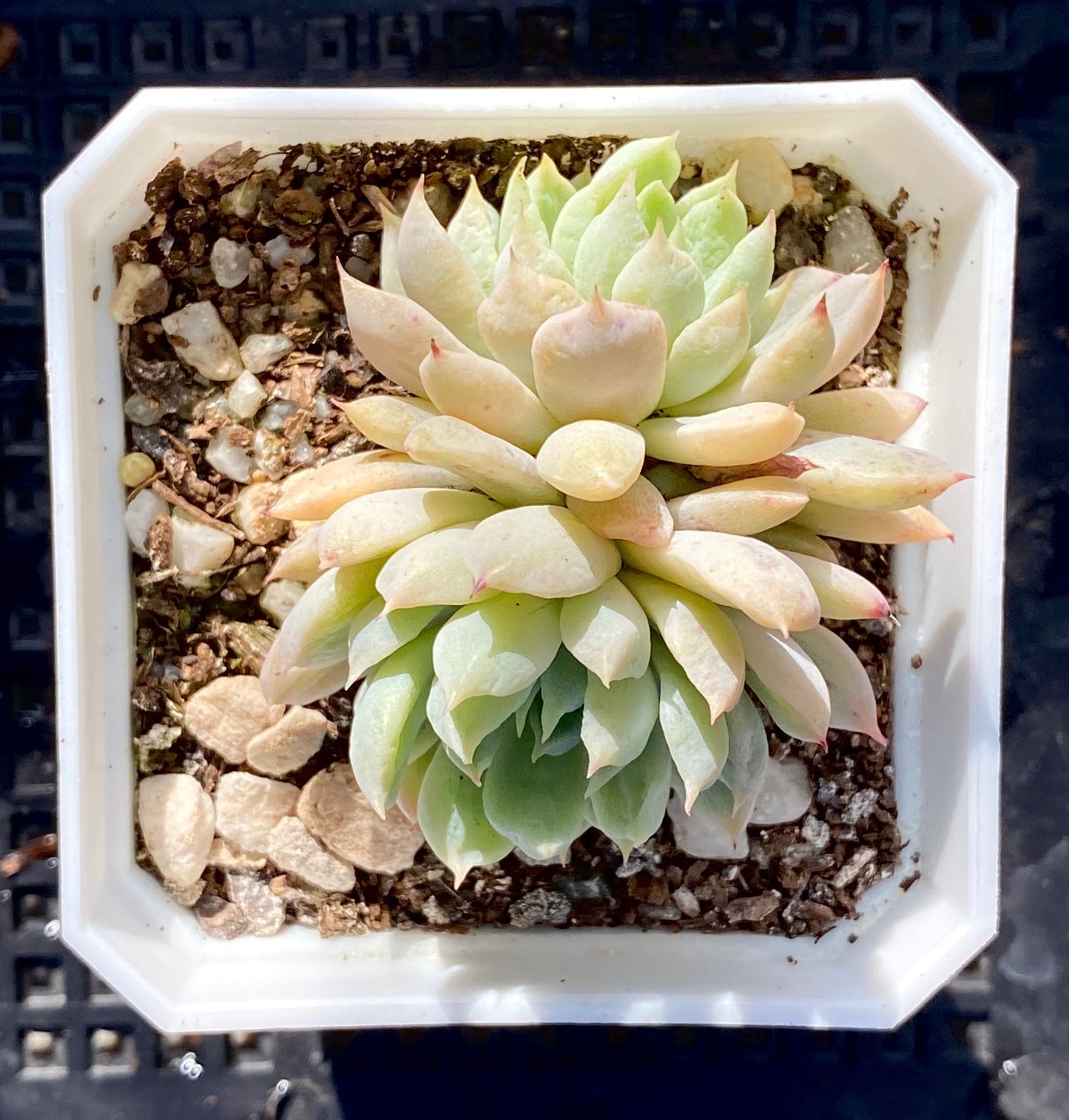 Echeveria white line