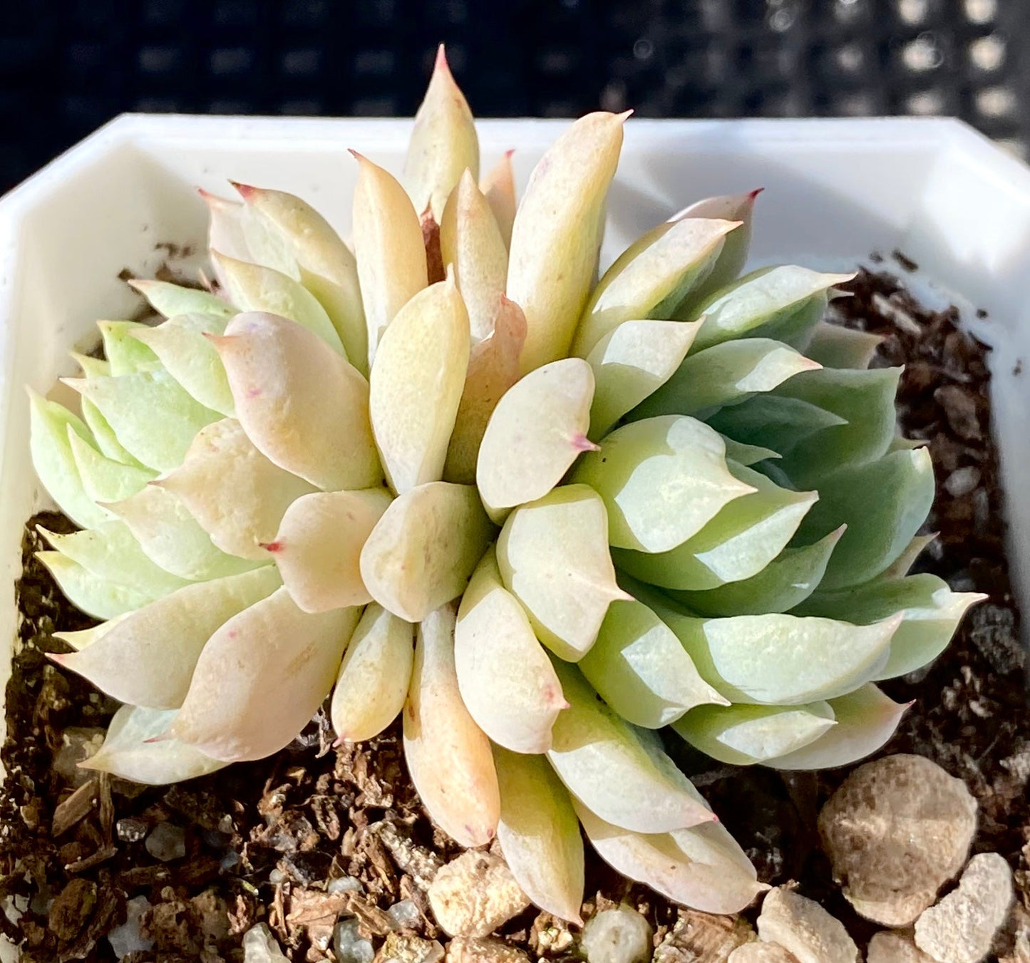 Echeveria white line