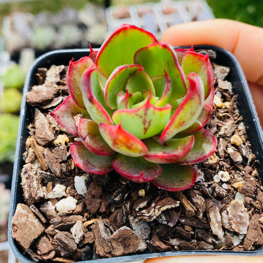 Echeveria yangjin