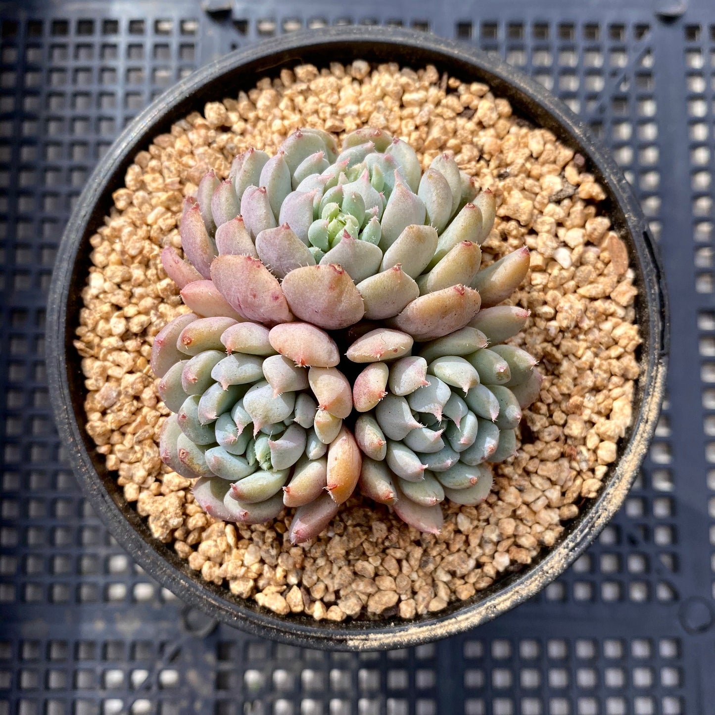 Echeveria setosa var. deminuta x lilacina