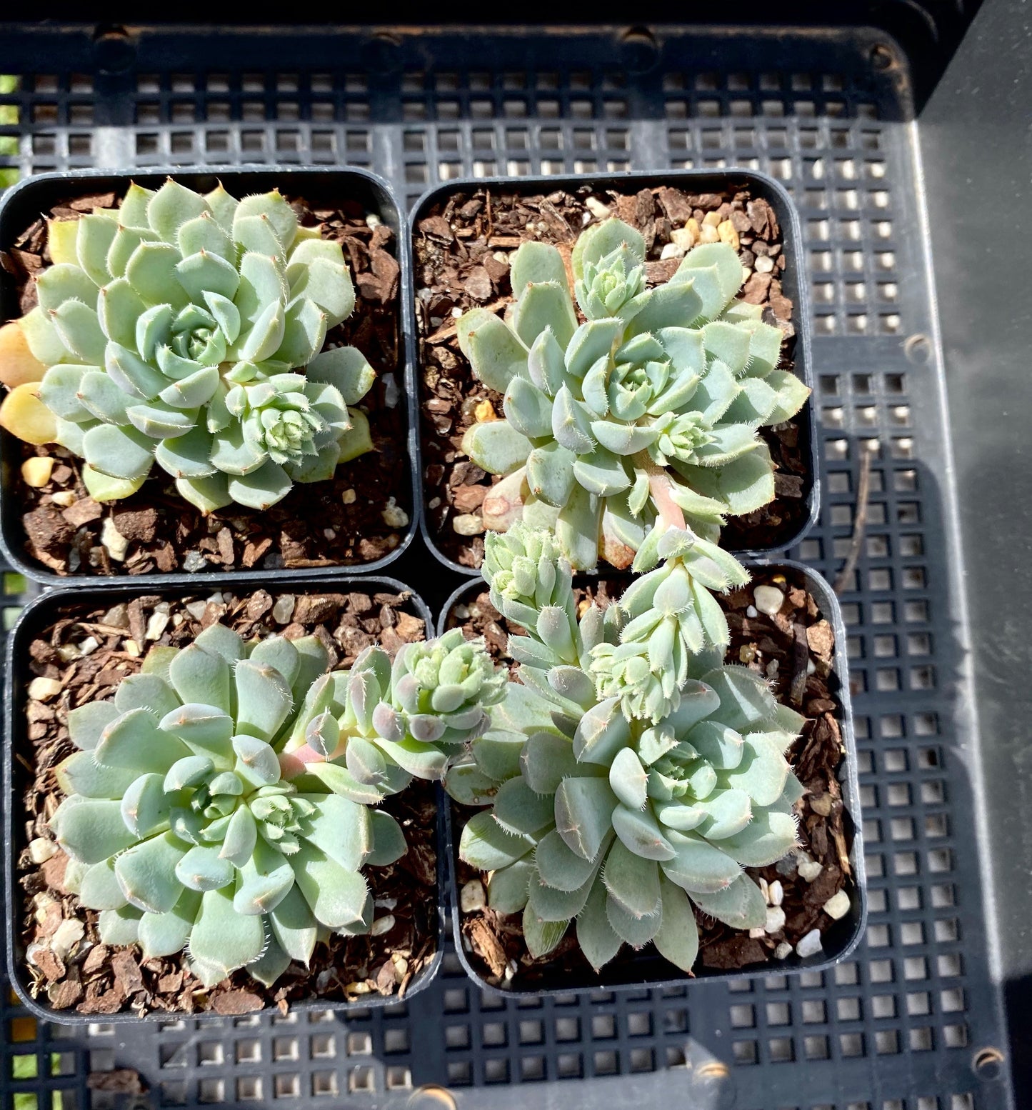 Echeveria setosa var. deminuta x lilacina