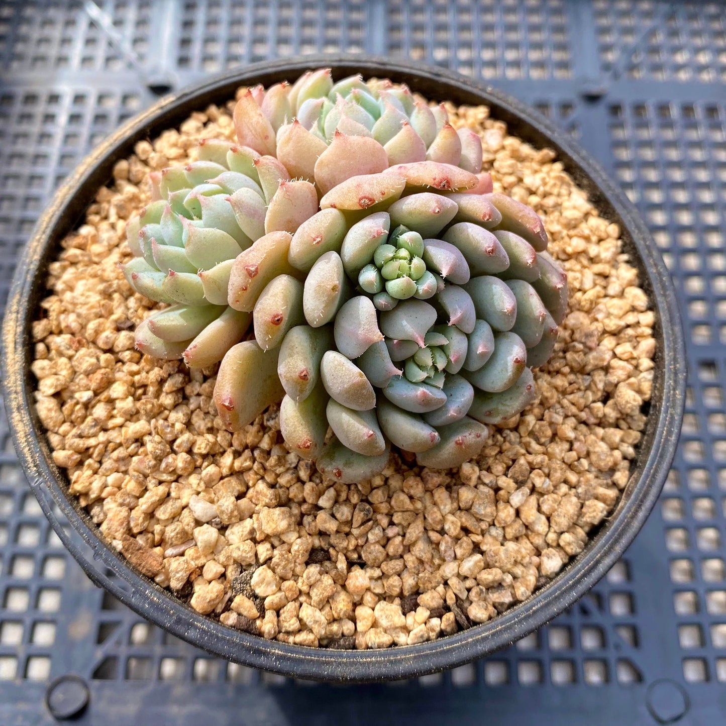 Echeveria setosa var. deminuta x lilacina