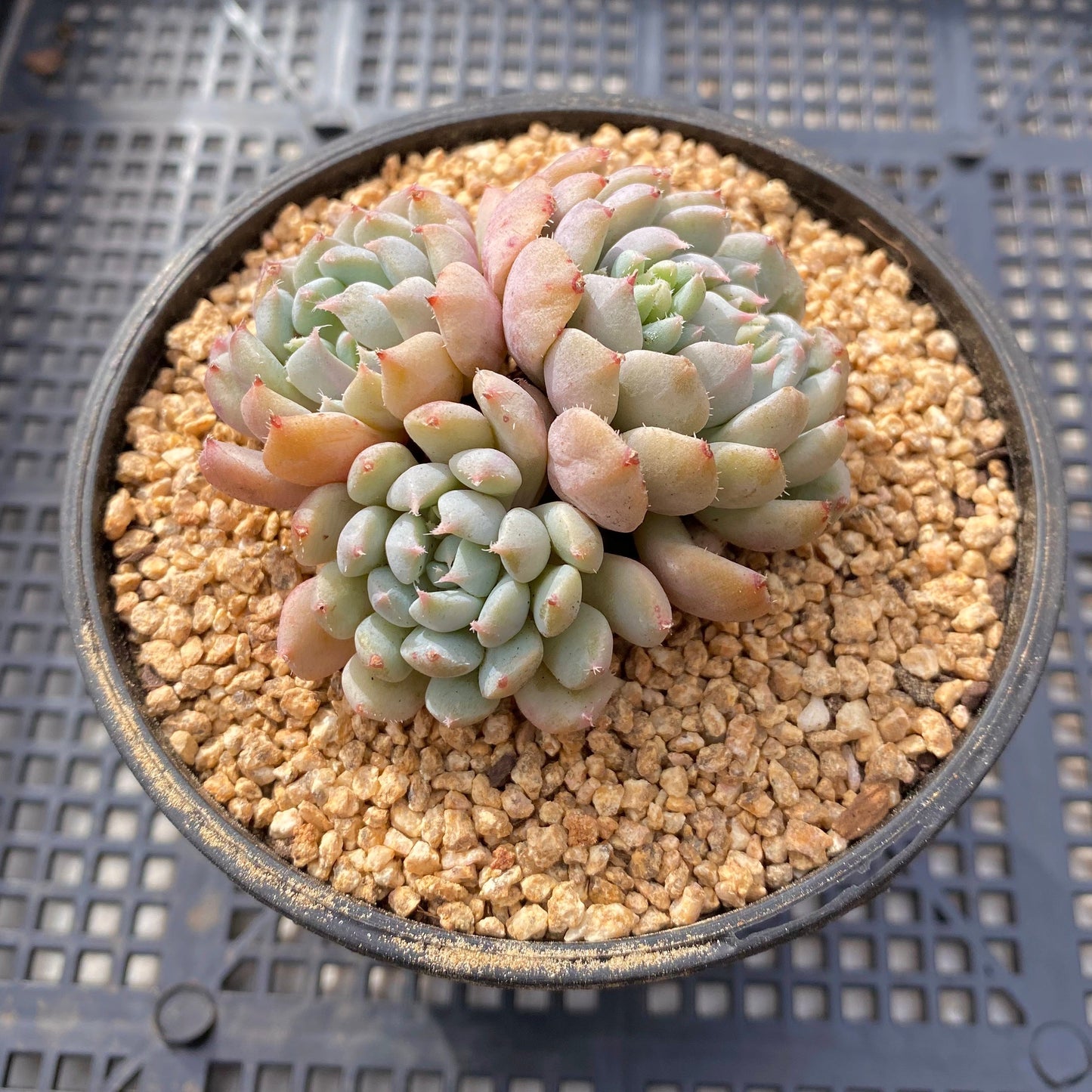 Echeveria setosa var. deminuta x lilacina