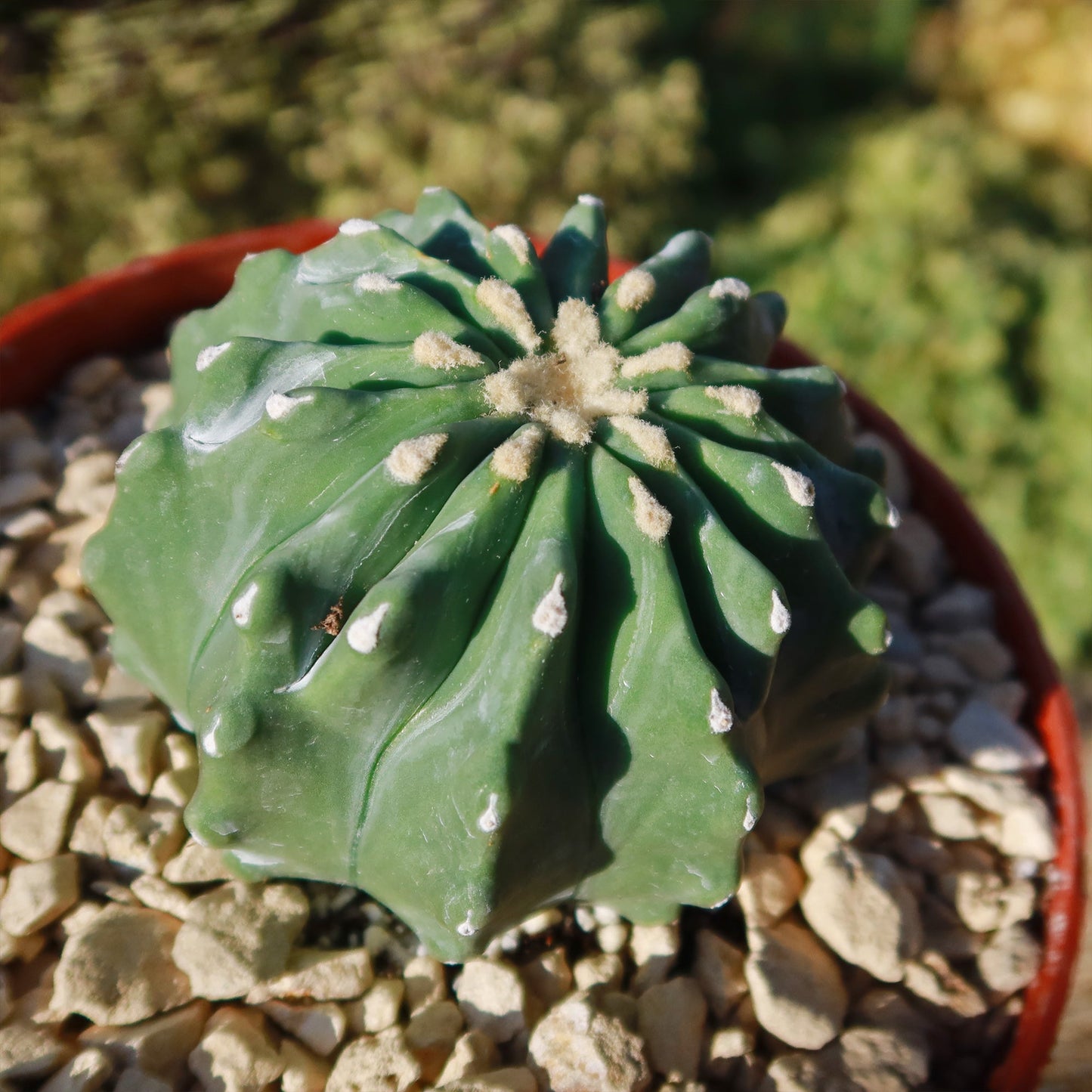 Ferocactus glaucescens 'inermis'