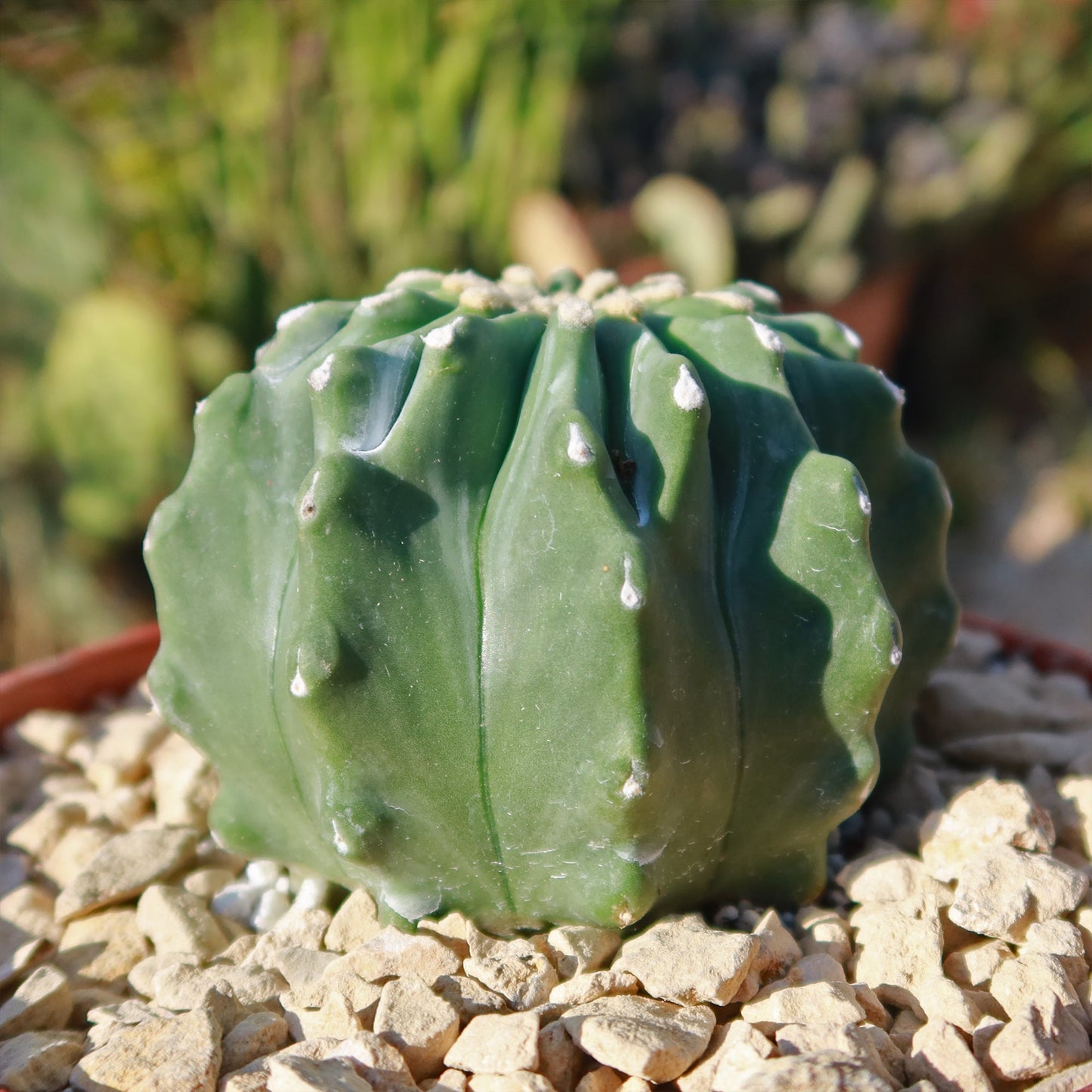Ferocactus glaucescens 'inermis'