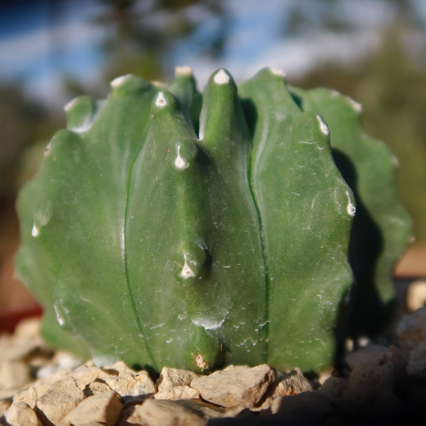 Ferocactus glaucescens 'inermis'