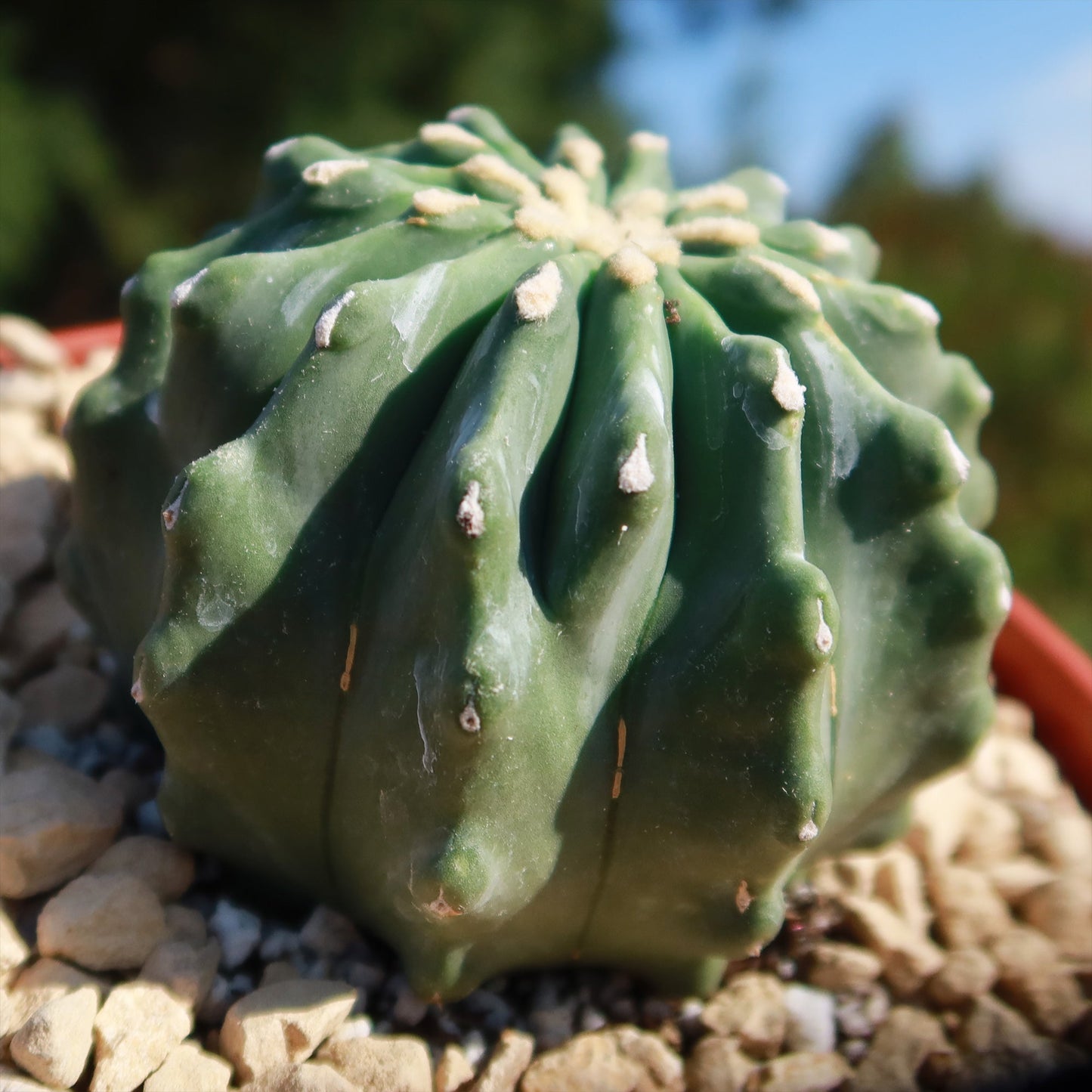 Ferocactus glaucescens 'inermis'