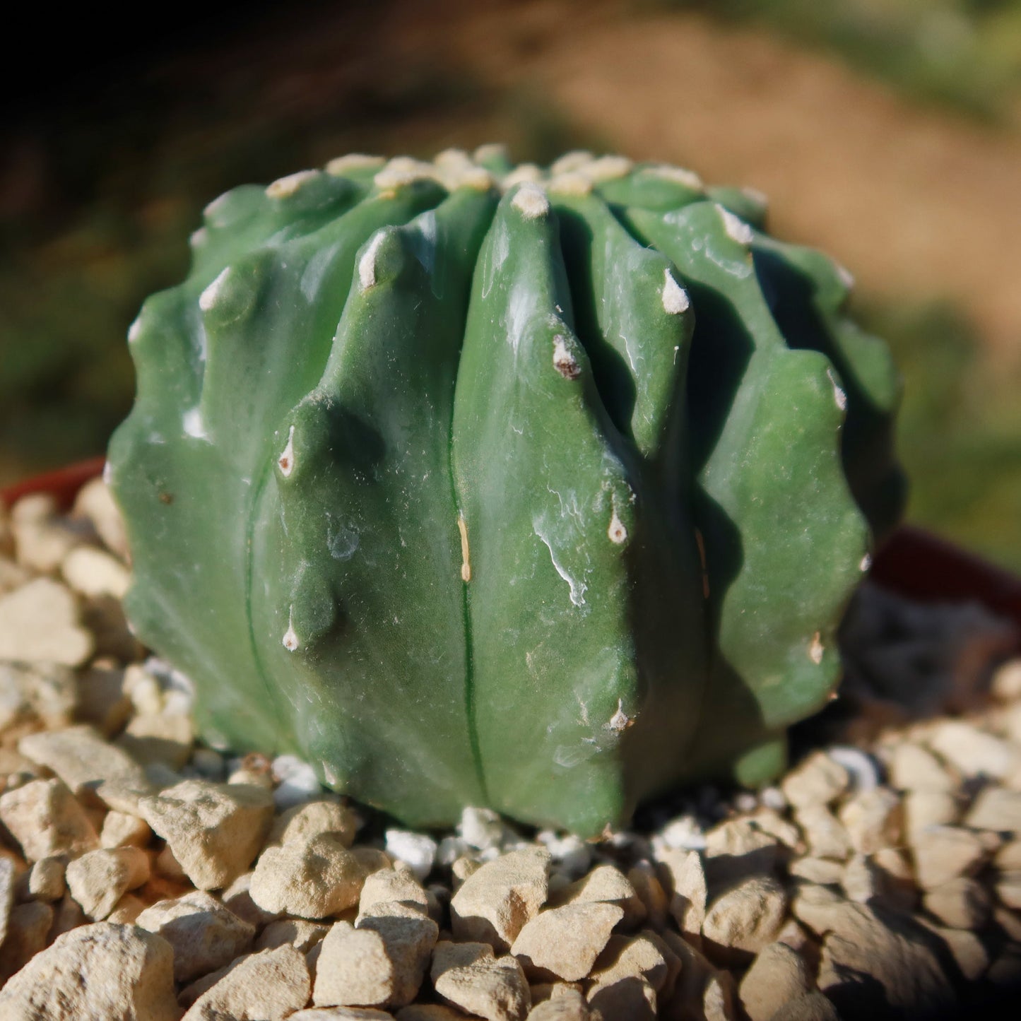 Ferocactus glaucescens 'inermis'