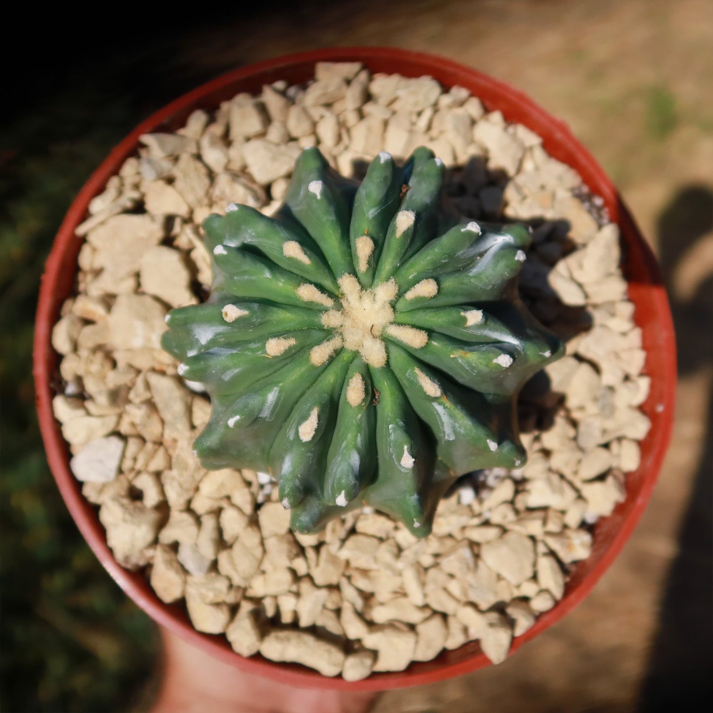 Ferocactus glaucescens 'inermis'