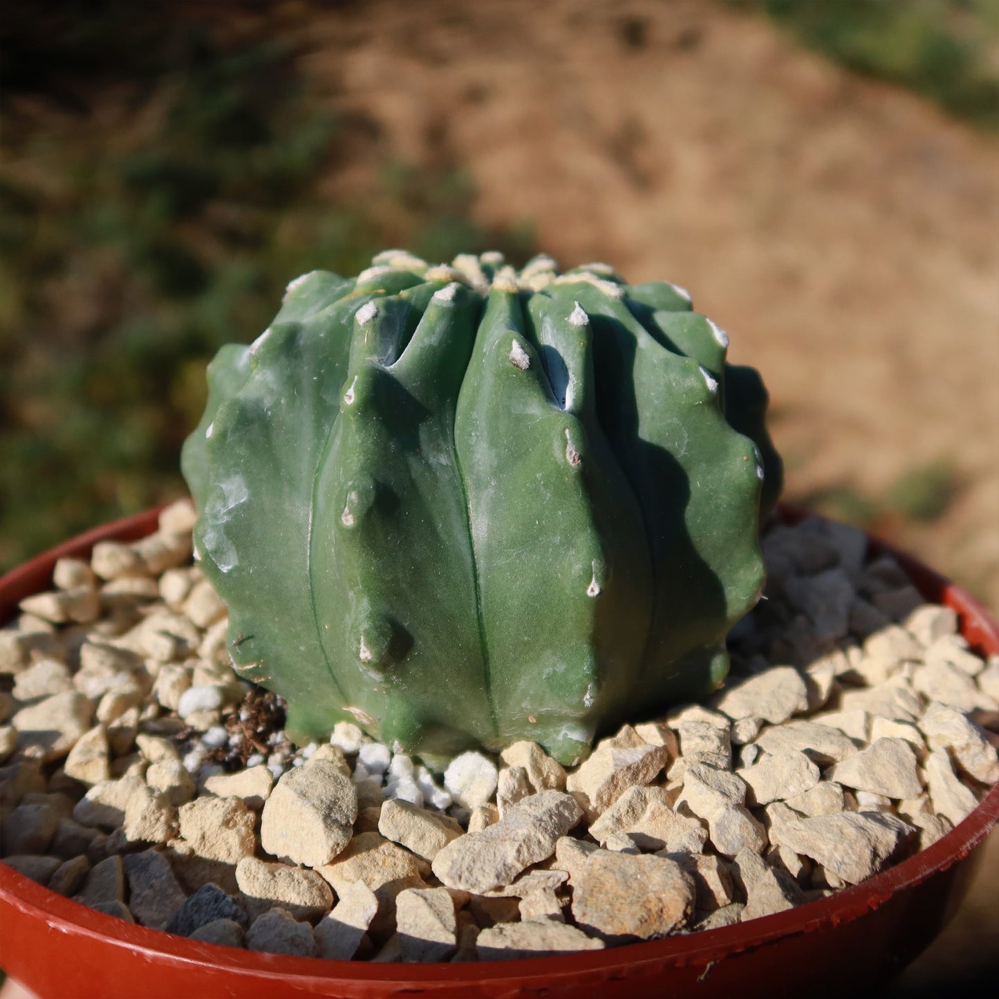Ferocactus glaucescens 'inermis'
