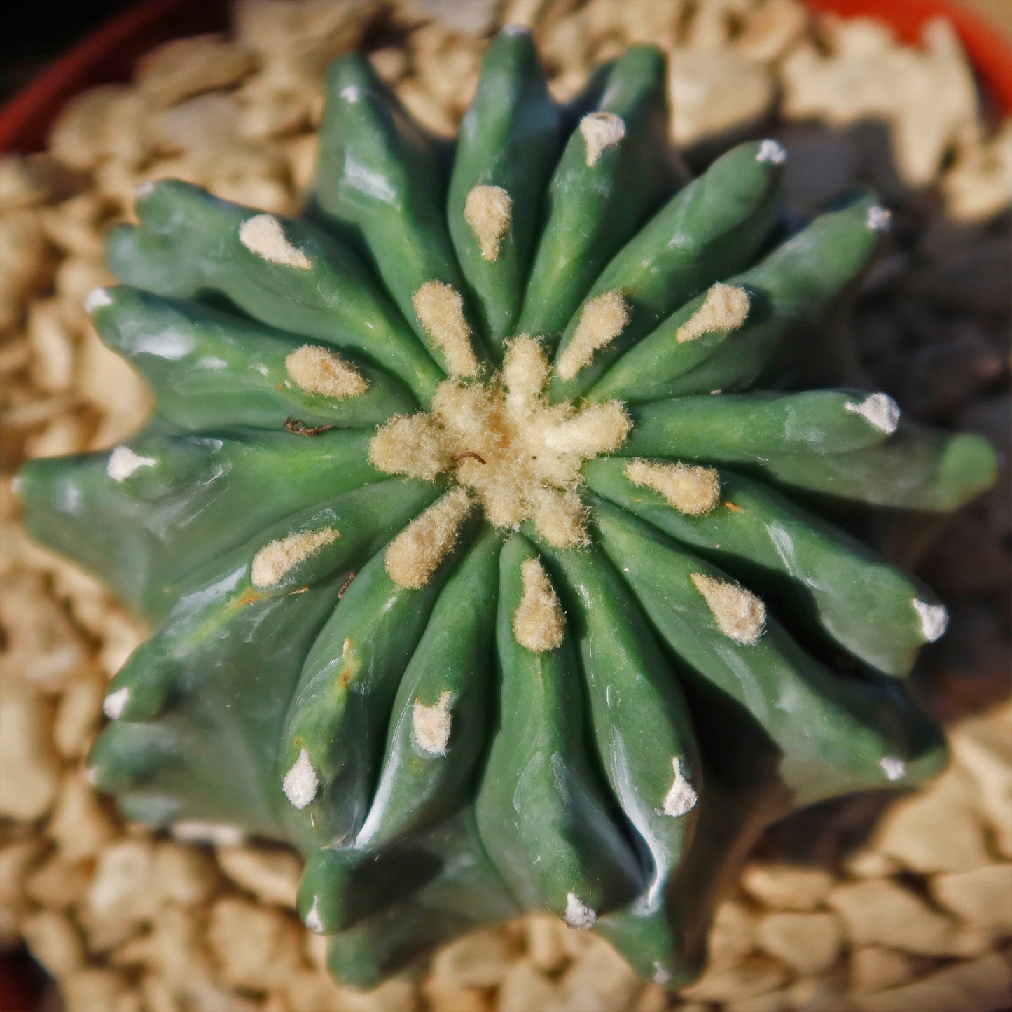 Ferocactus glaucescens 'inermis'