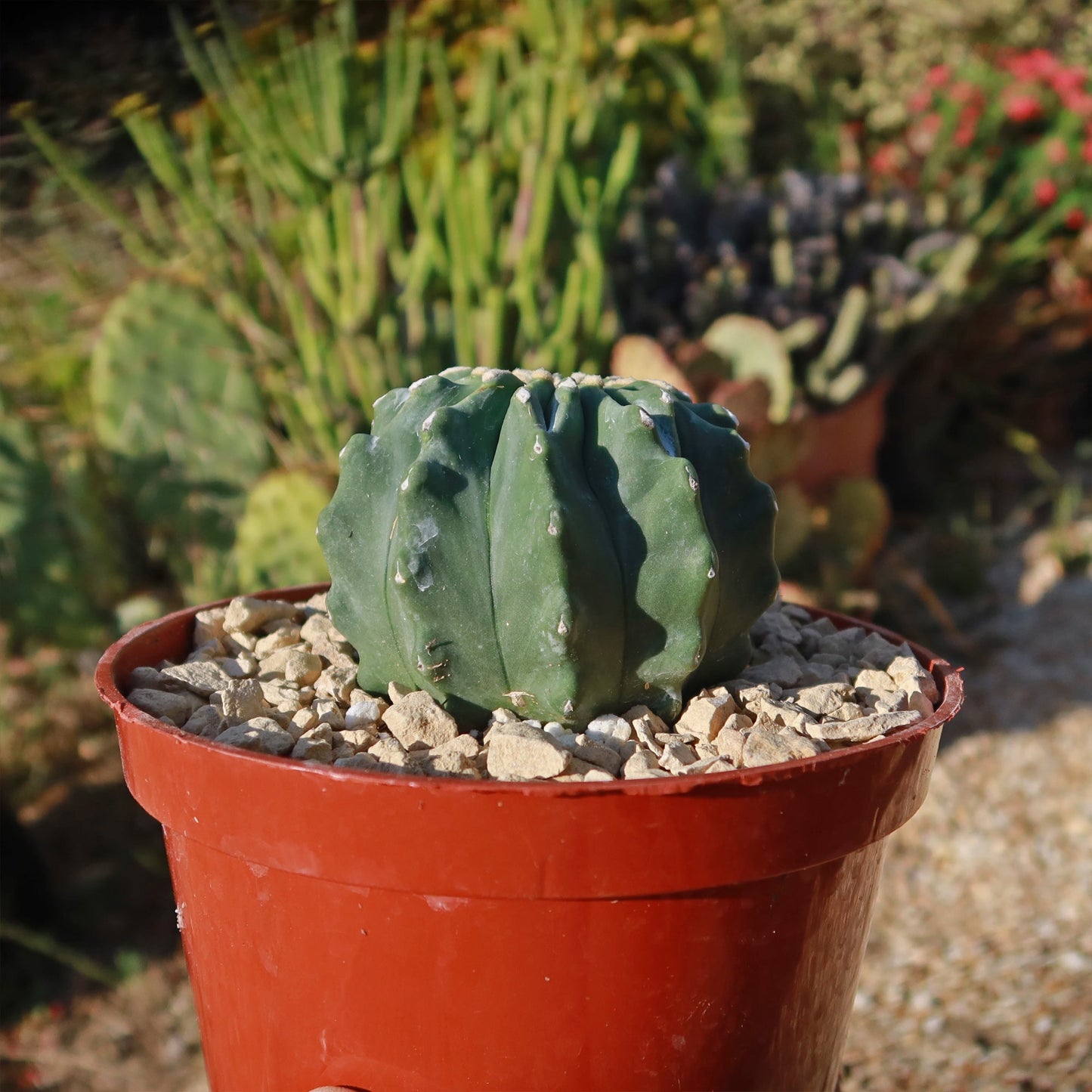 Ferocactus glaucescens 'inermis'