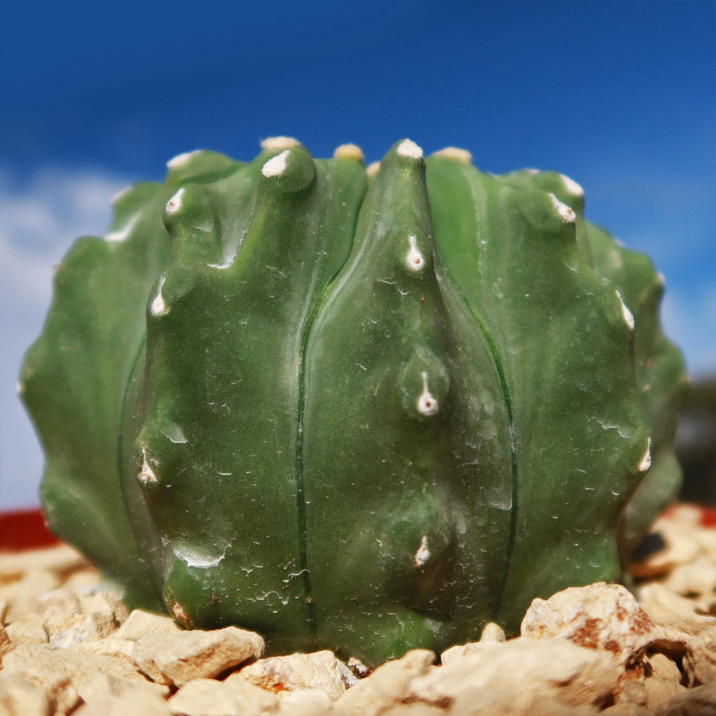 Ferocactus glaucescens 'inermis'