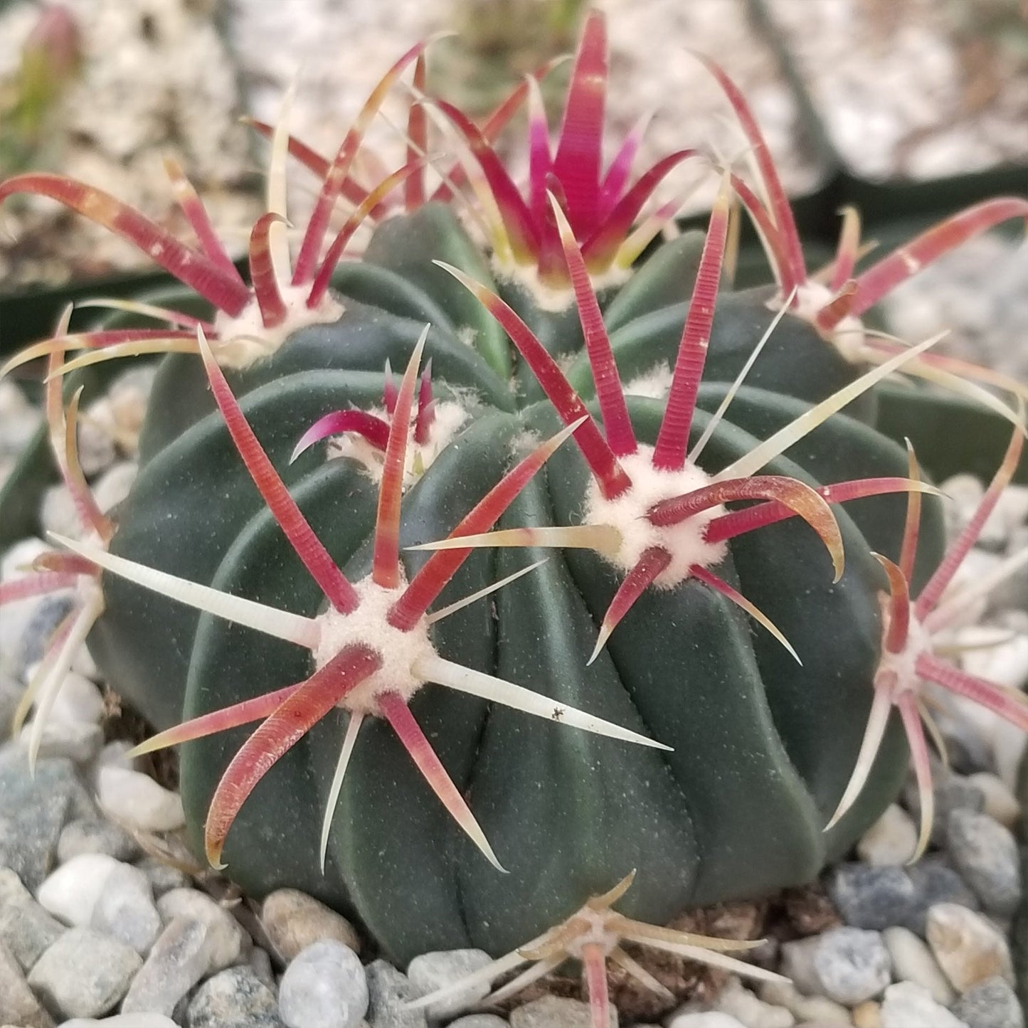 Devil's Tongue 'Ferocactus latispinus'