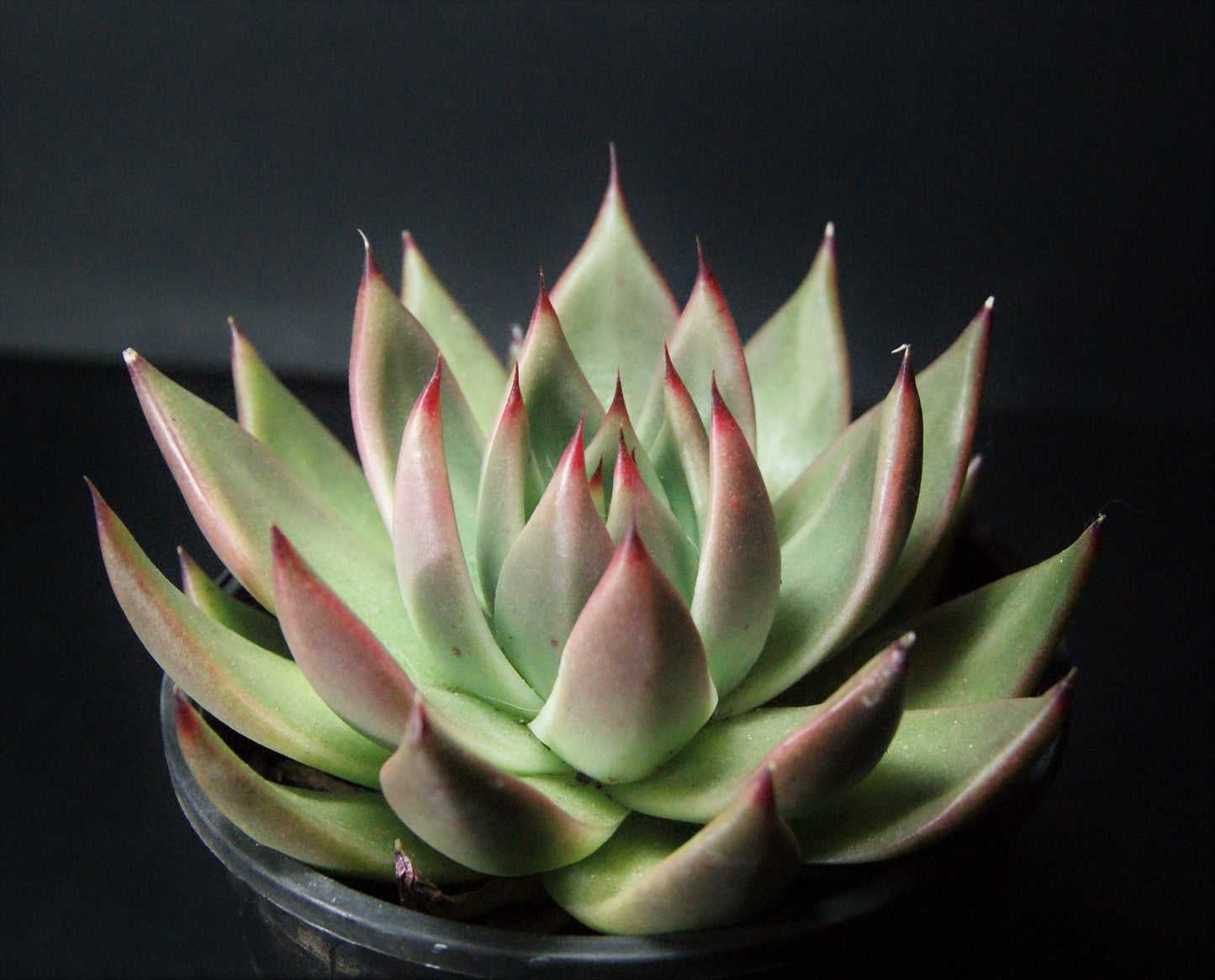 Echeveria agavoides gaya