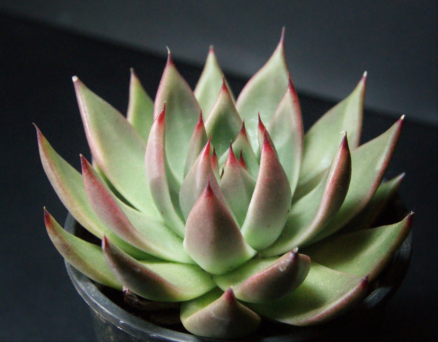 Echeveria agavoides gaya