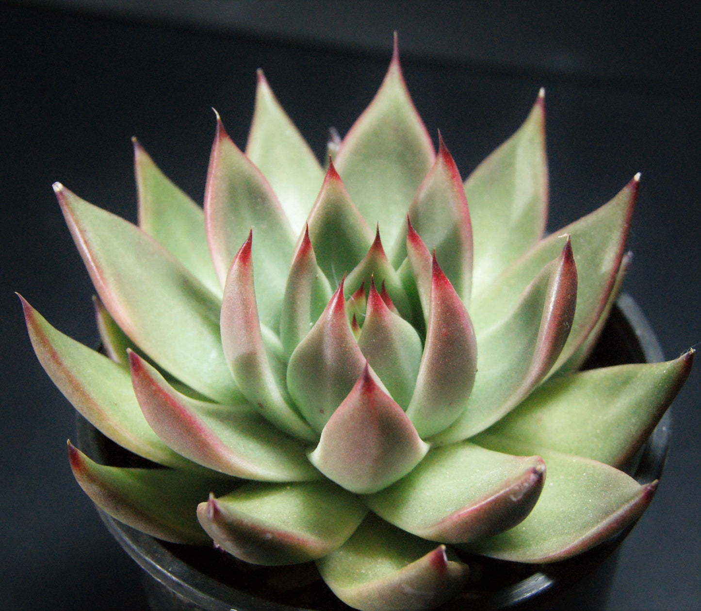Echeveria agavoides gaya