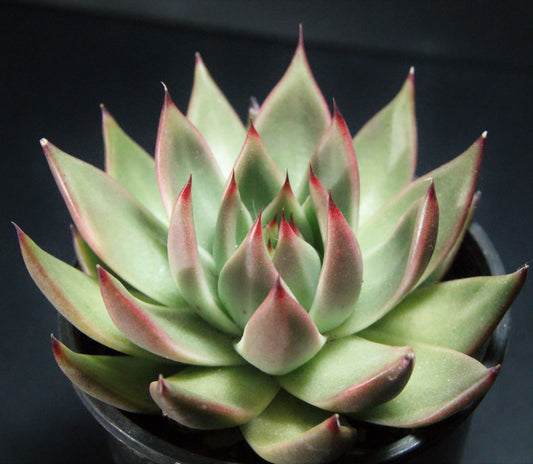 Echeveria agavoides gaya
