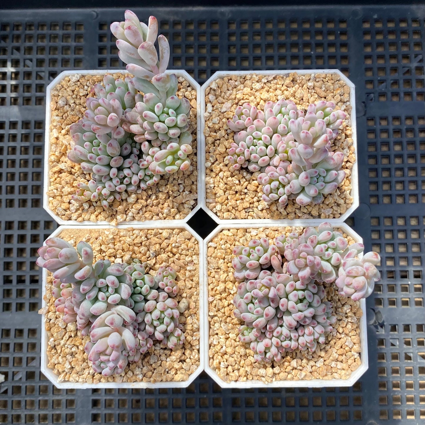 Graptopetalum fantasy beans