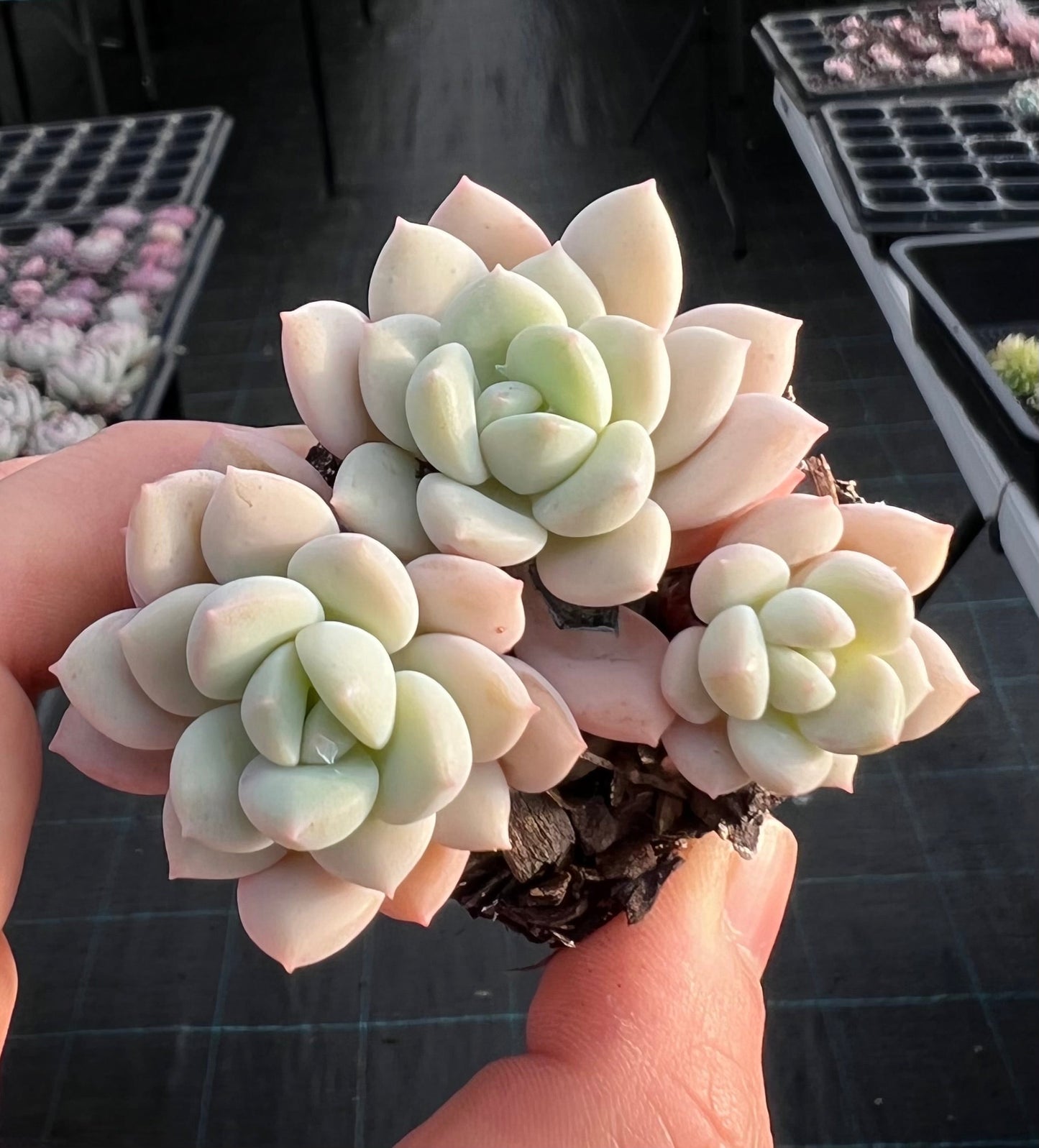Sedeveria Pudgy
