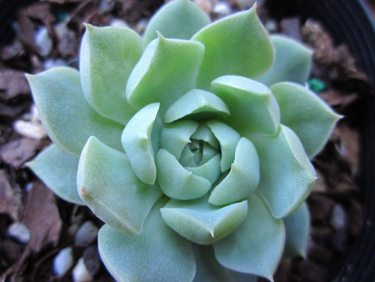 Echeveria hyalian