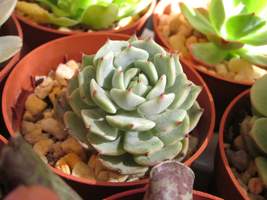 Echeveria Alienor