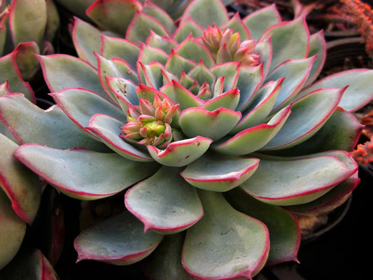 Echeveria Moon Gatonis/ Moon goddess