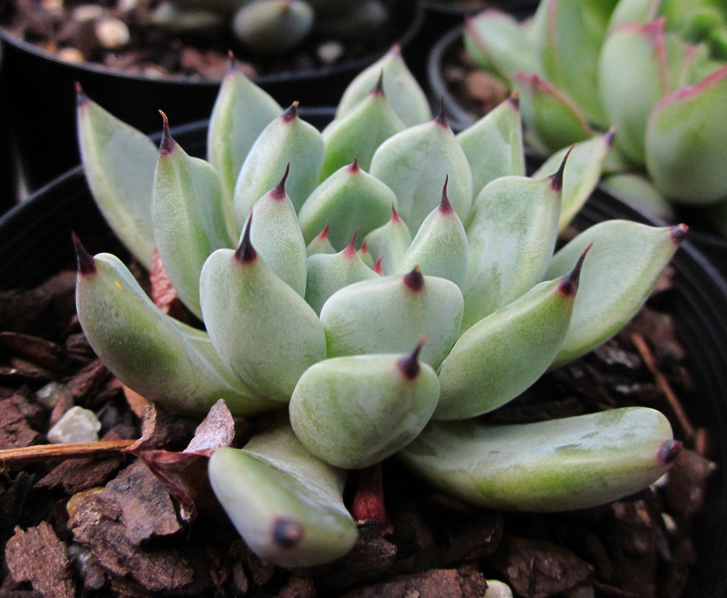 Echeveria red absinthe